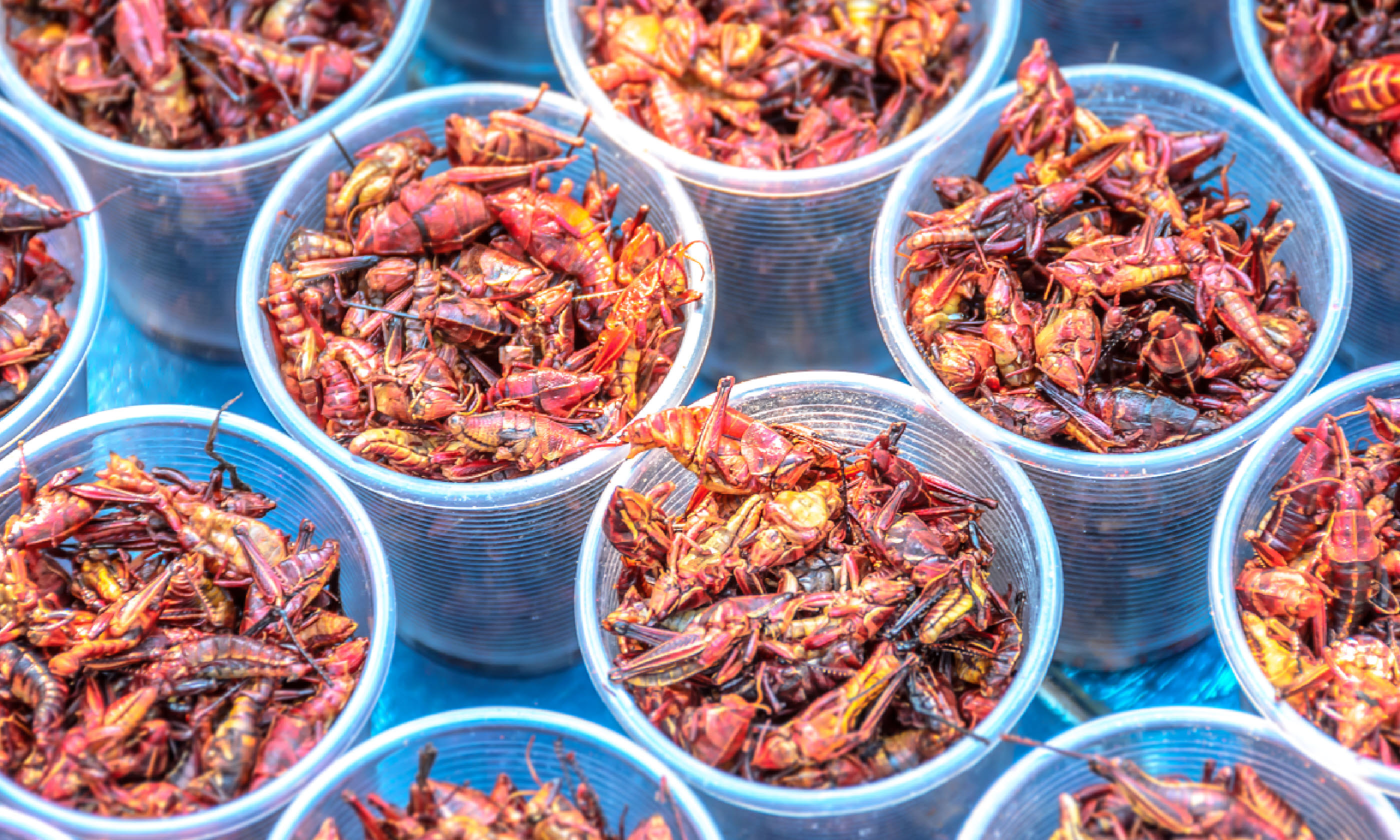 Grasshoppers in Mexico (Shutterstock)