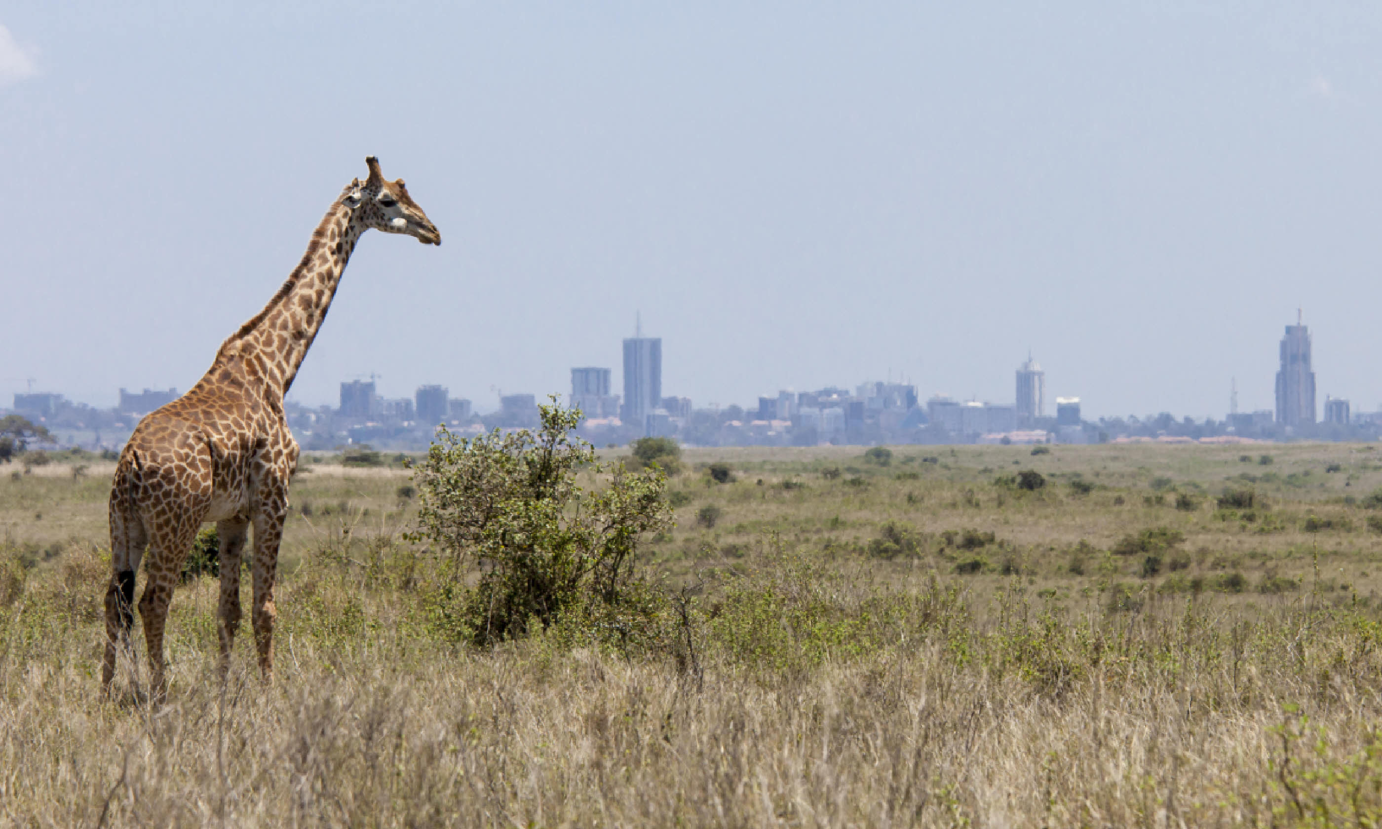 Giraffe in Nairobi National Park (Shutterstock: see credit below)