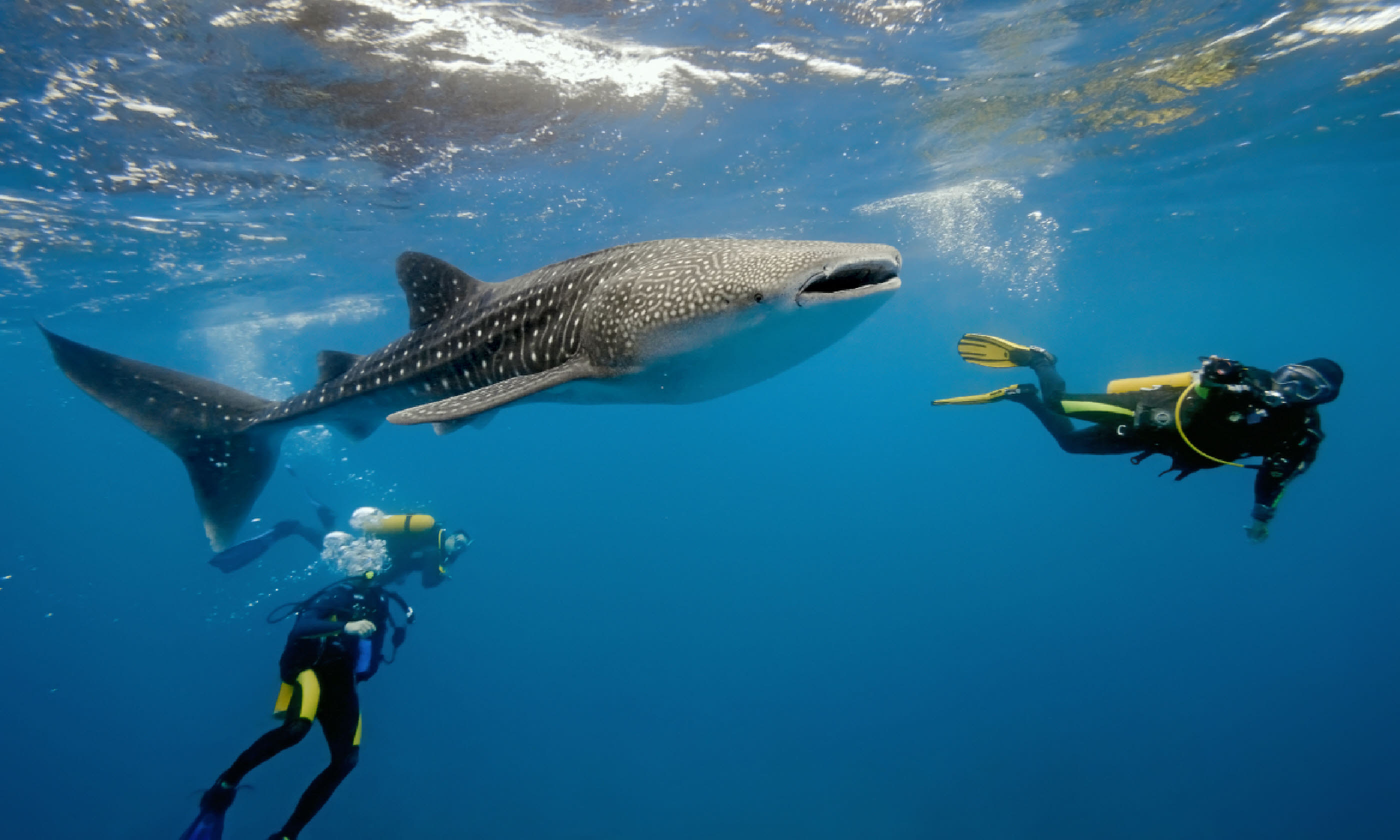 Diving with whale sharks in the Maldives (Shutterstock)