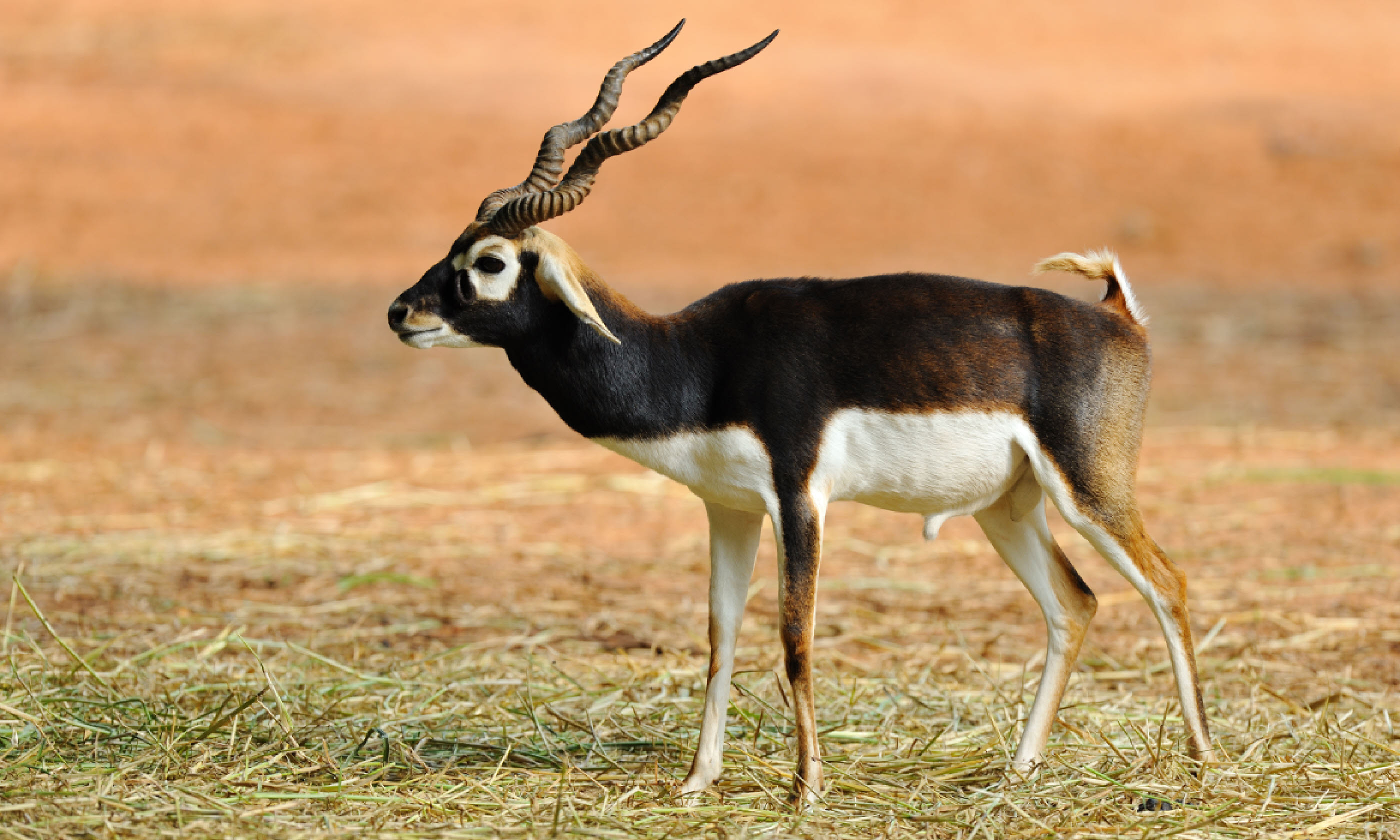 Indian blackbuck antelope (Shutterstock)