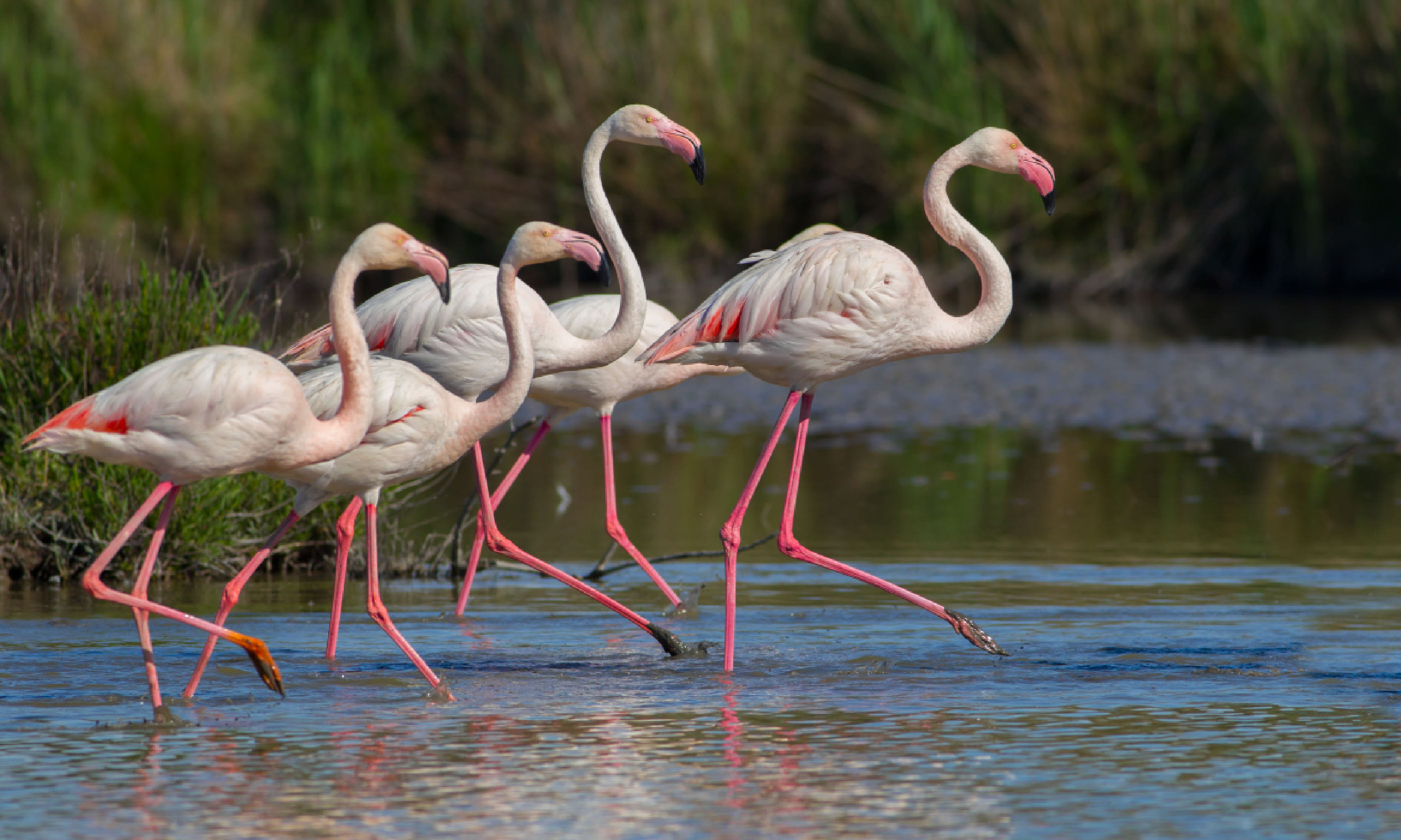 Flamingos in Arles (Shutterstock)