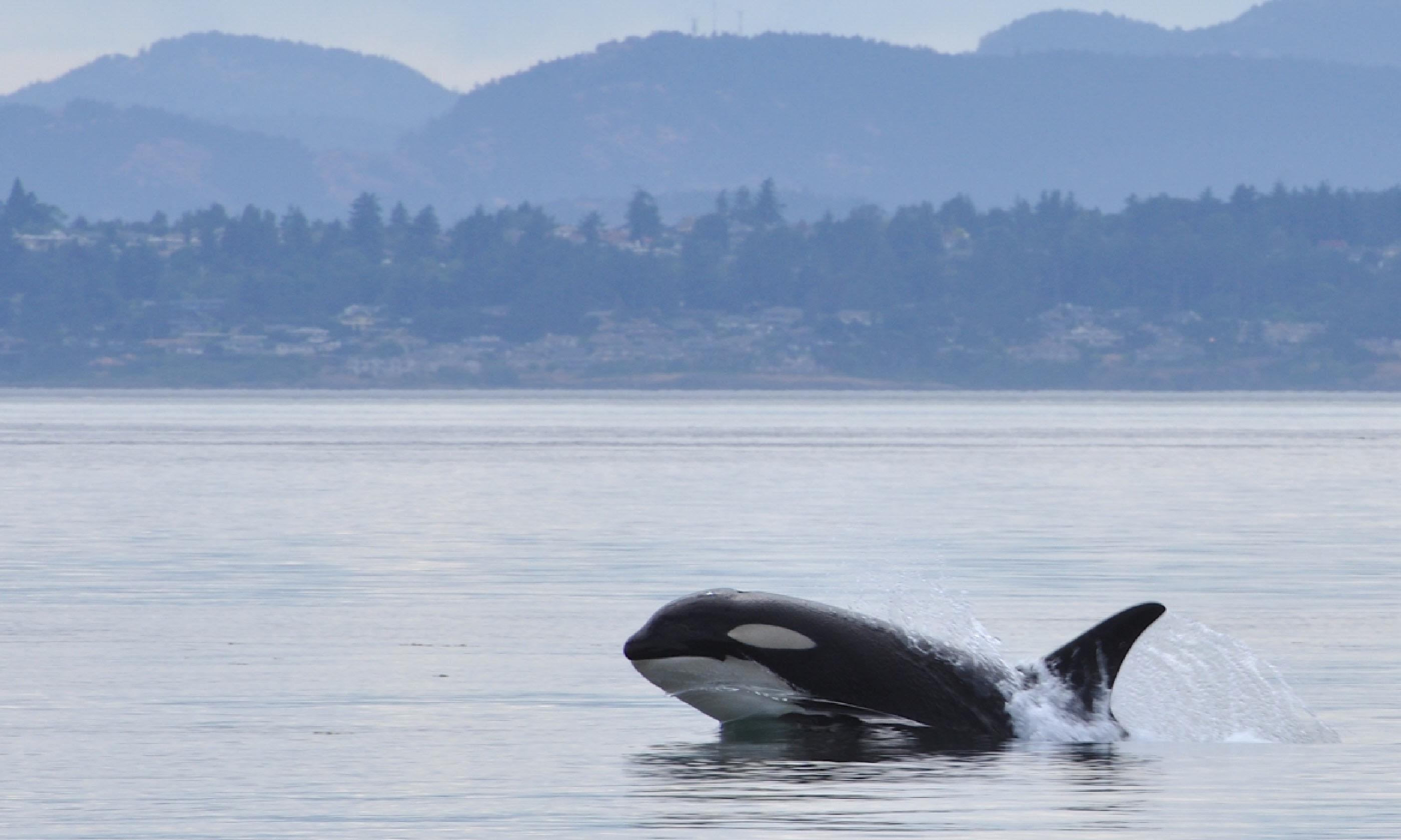 Killer whale off the coast of Victoria (Shutterstock)