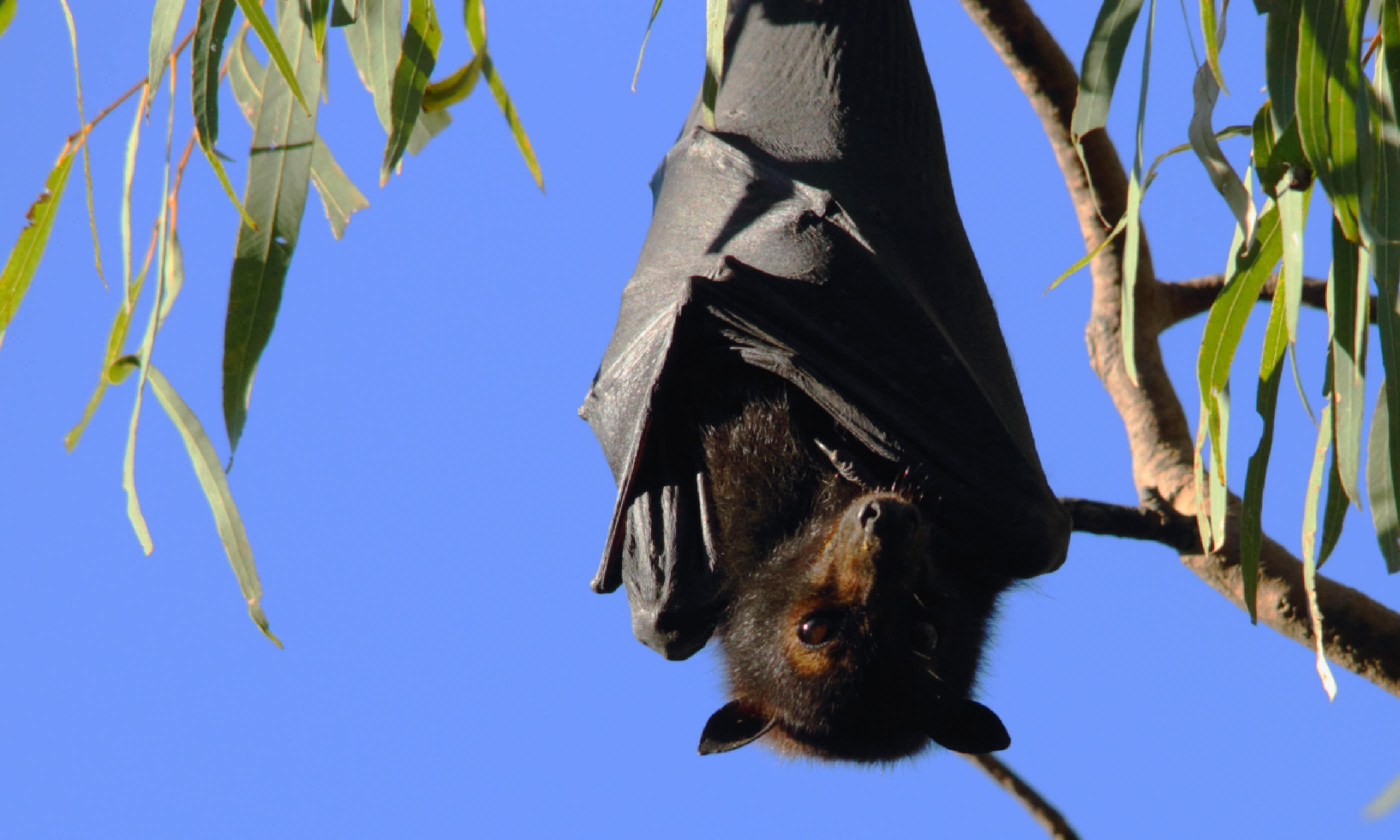 Flying fox in Queensland (Shutterstock)