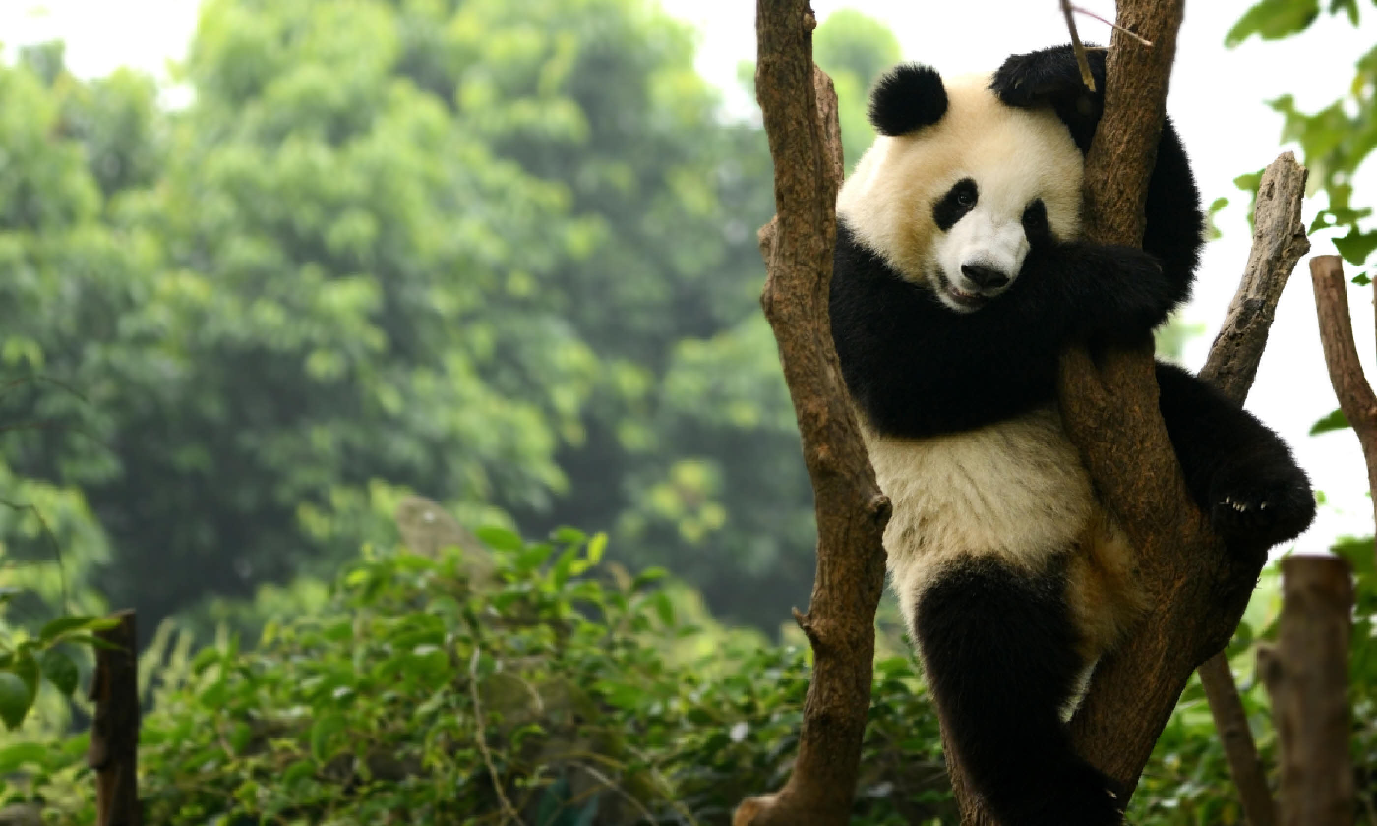 Chengdu panda (Shutterstock)