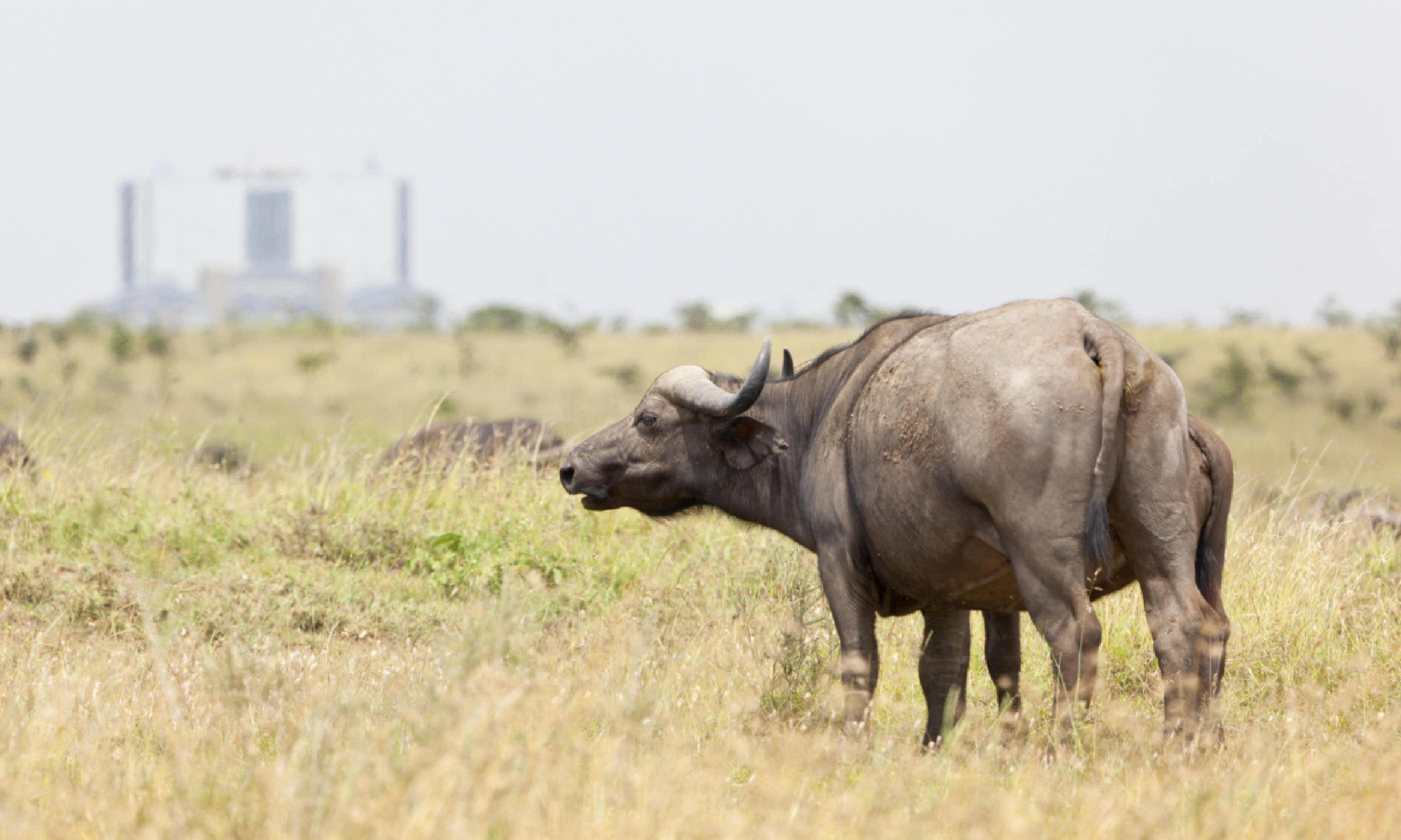 Cape Buffalo in Nairobi National Park (Shutterstock)
