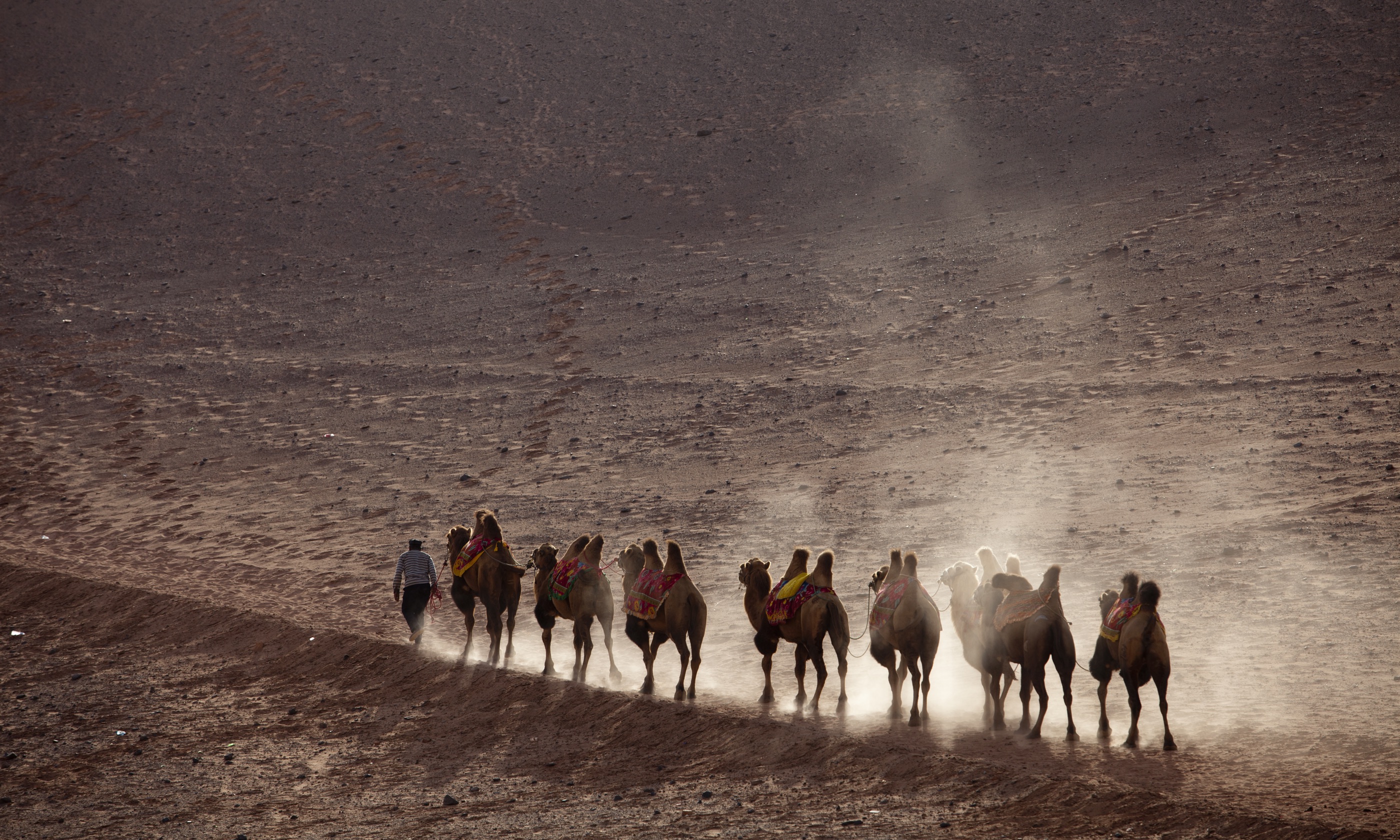 Camels on the Silk Road (Shutterstock: see main credit below)