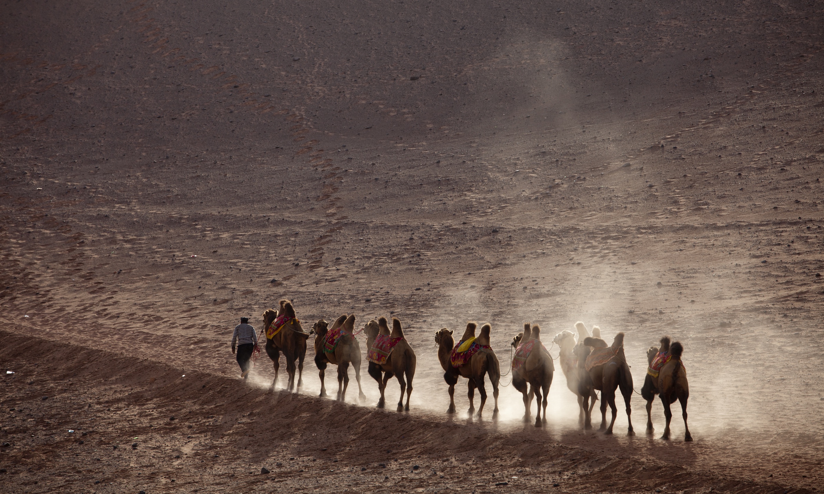 Camels on the road (Shutterstock.com)