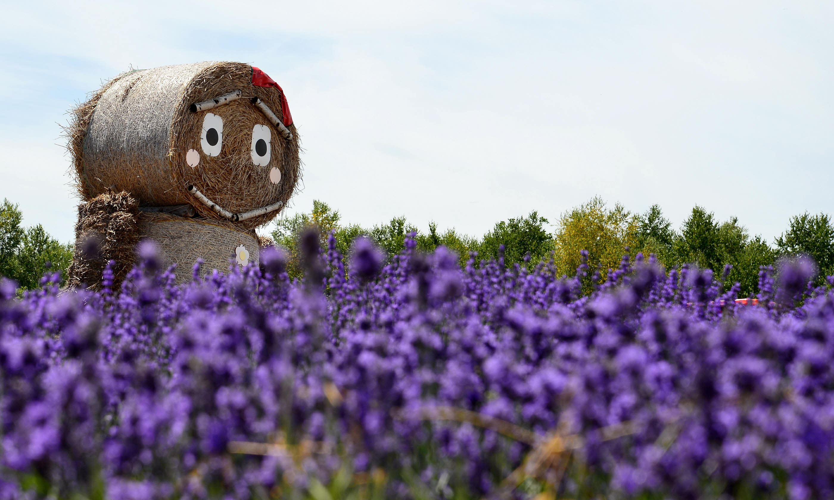 Strawman in Lavender Field, Japan. (Shutterstock.com. See credit below)