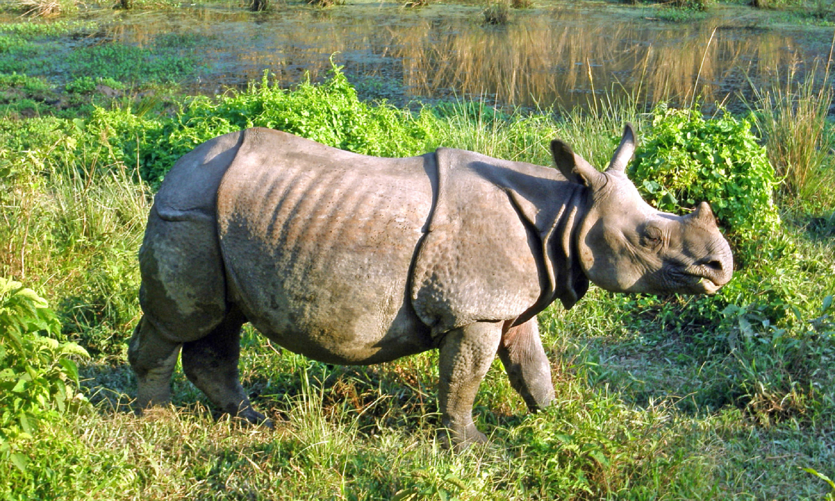 Indian one horned rhinoceros (Shutterstock)