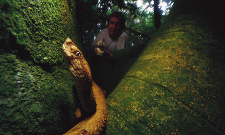 Snake Island, Brazil (Mark Moffett/Minden Pictures)
