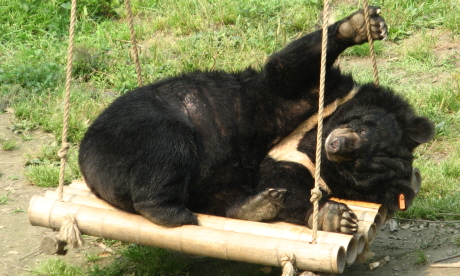 Bear on a swing (Suzie Marsh)