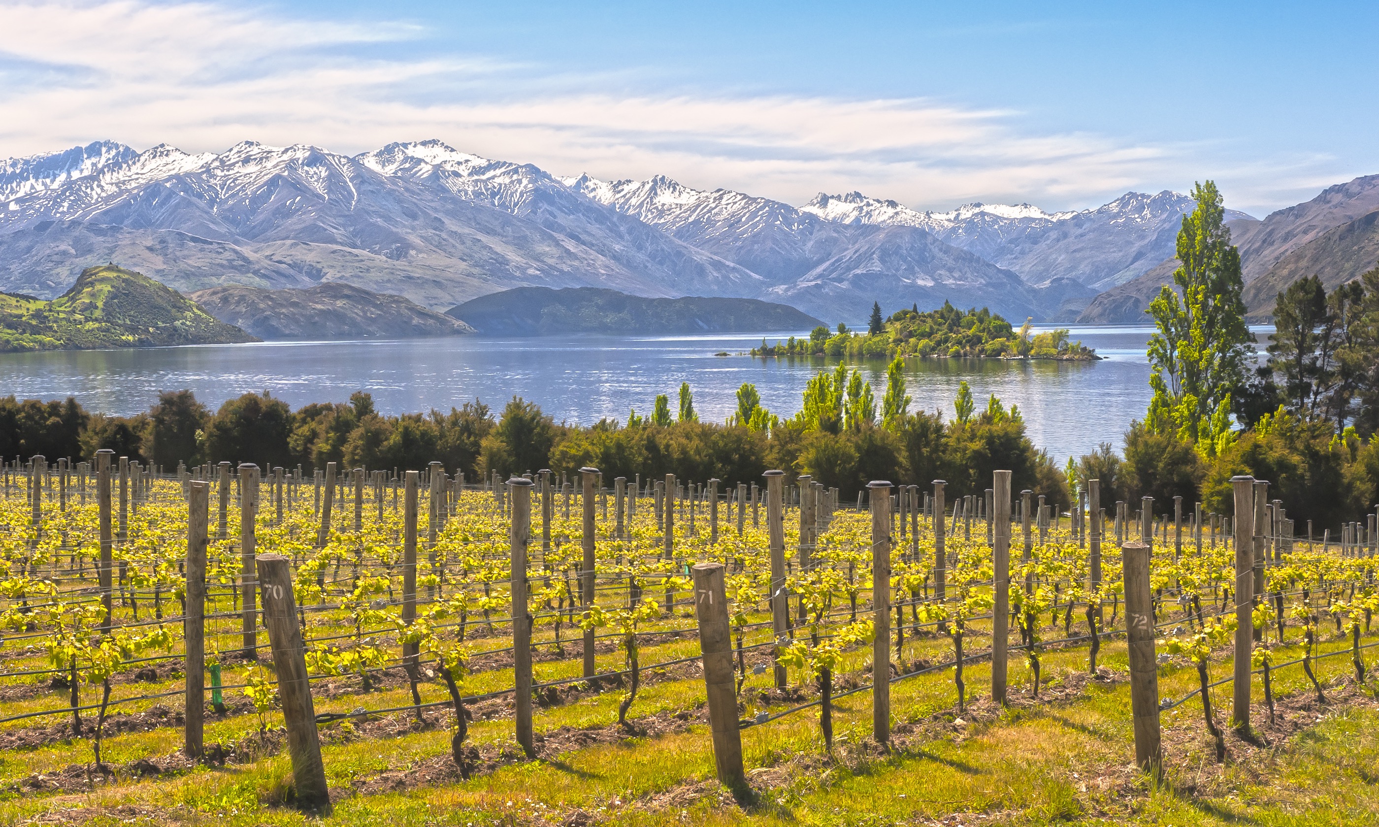 Vineyard by lake in New Zealand (Shutterstock.com)