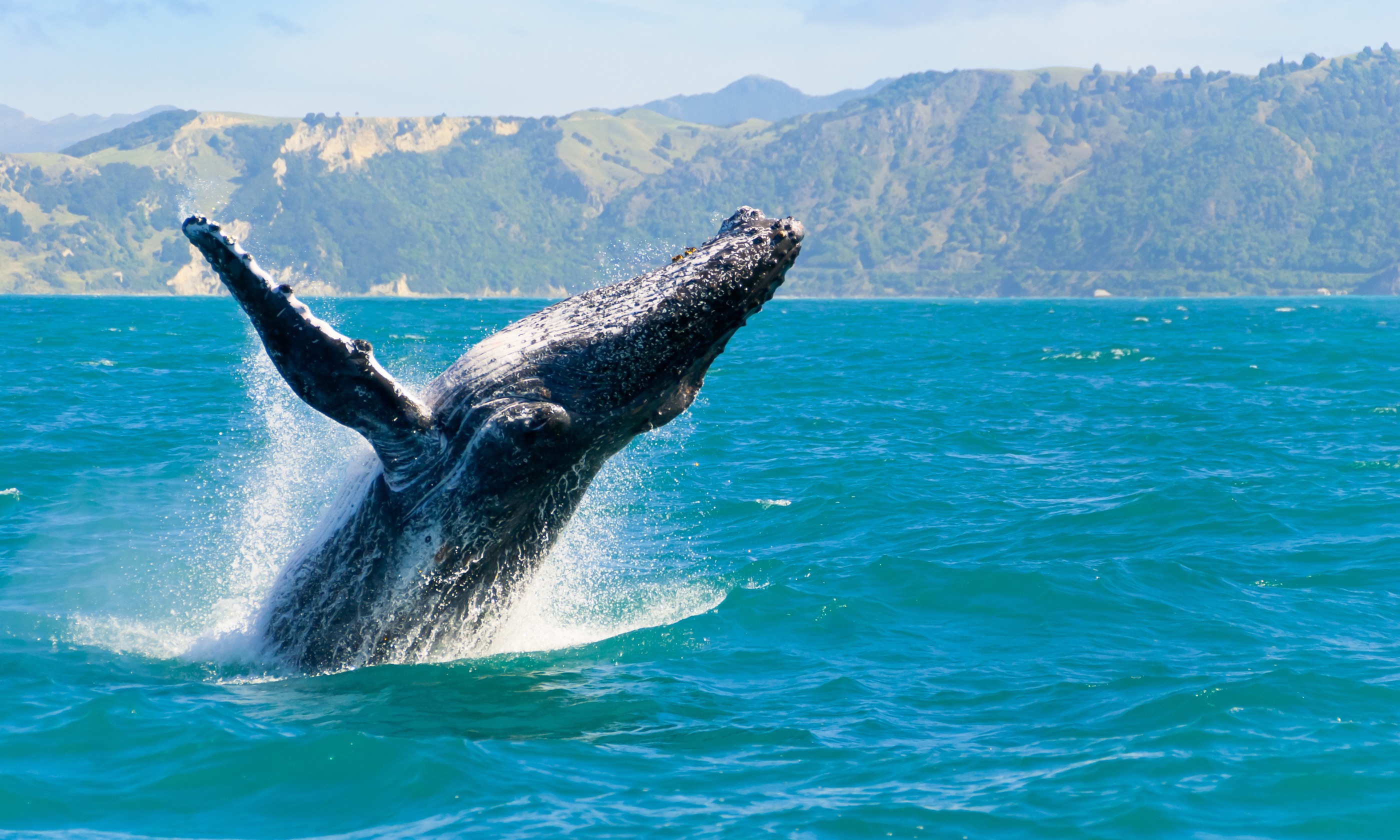 Humpback whale playing in Kaikoura (Shutterstock.com)