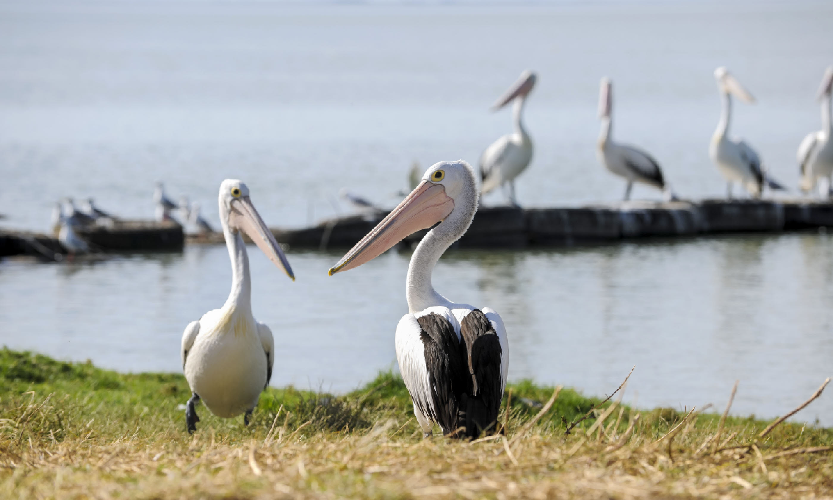 Pelicans in Coorong National Park (SATC)