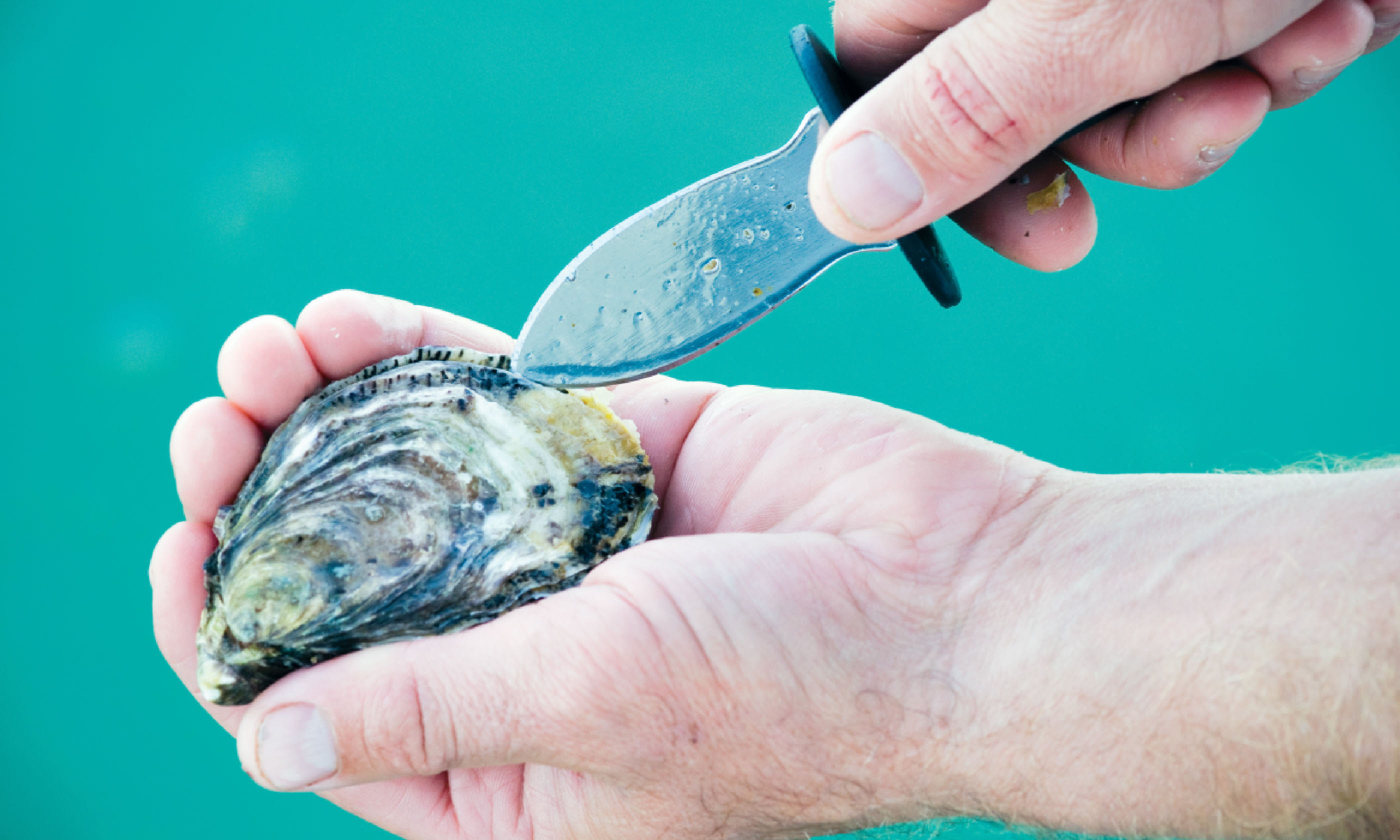 Shucking an oyster (SATC)