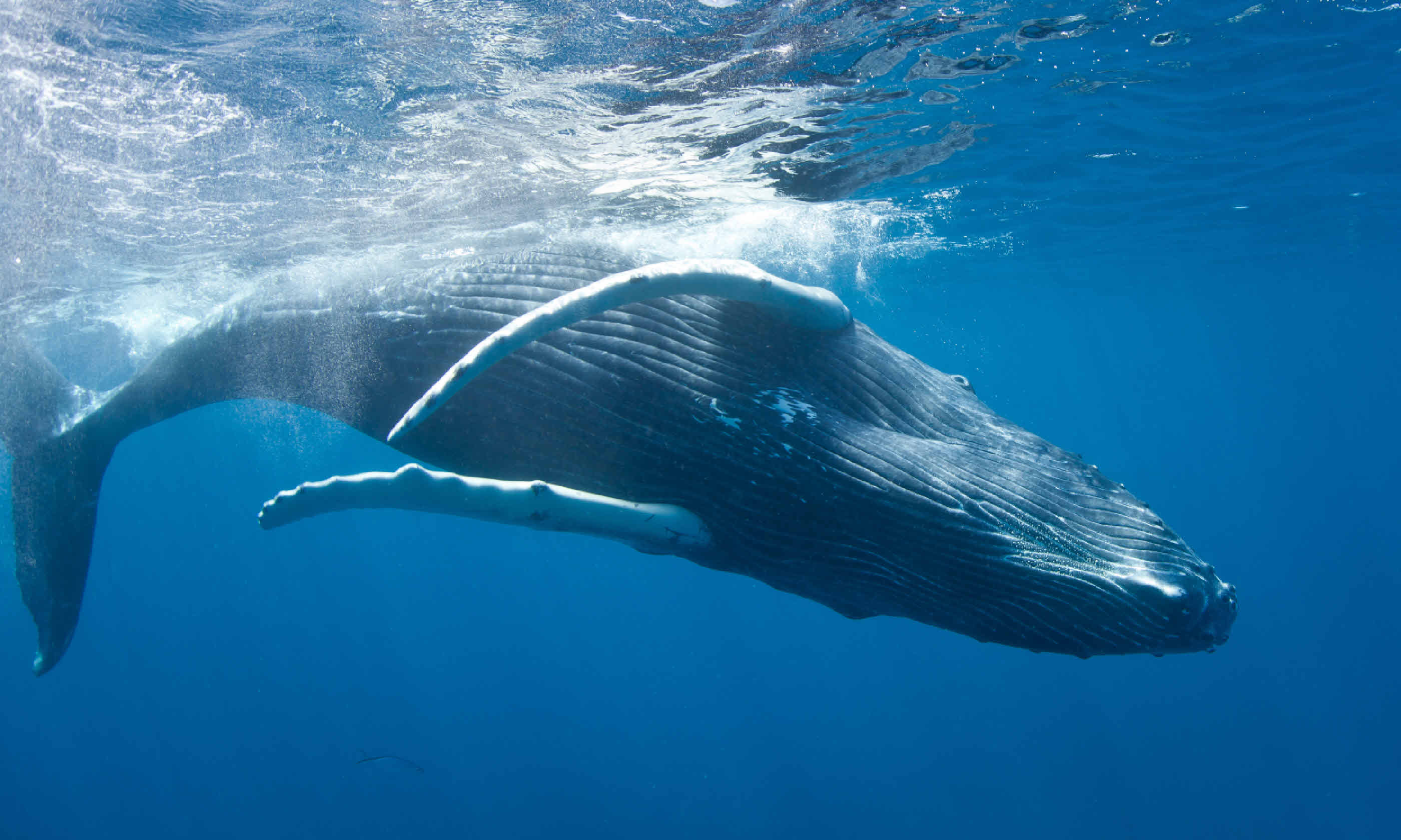 Humpback whale (Shutterstock: see credit below)