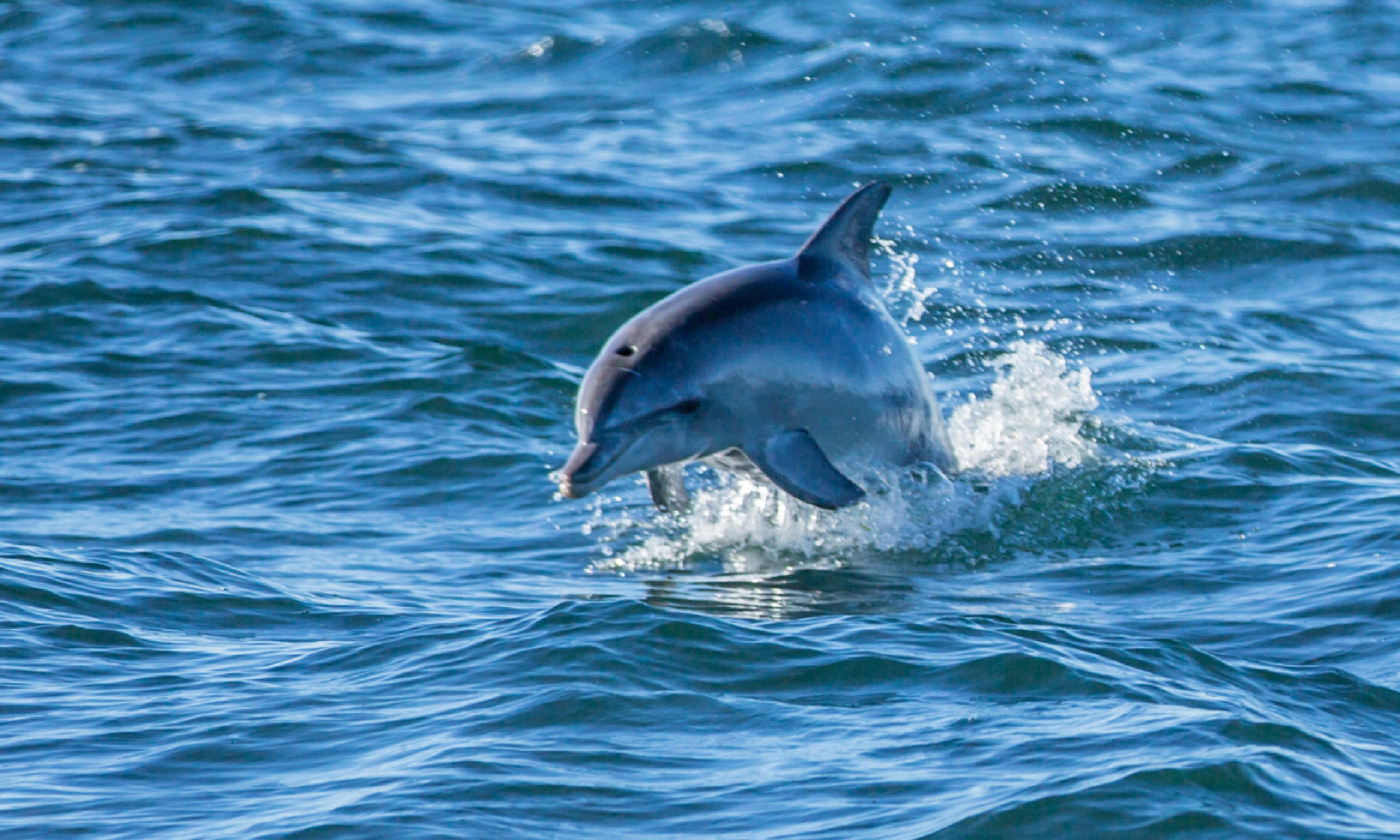 Wild dolphin (SATC)