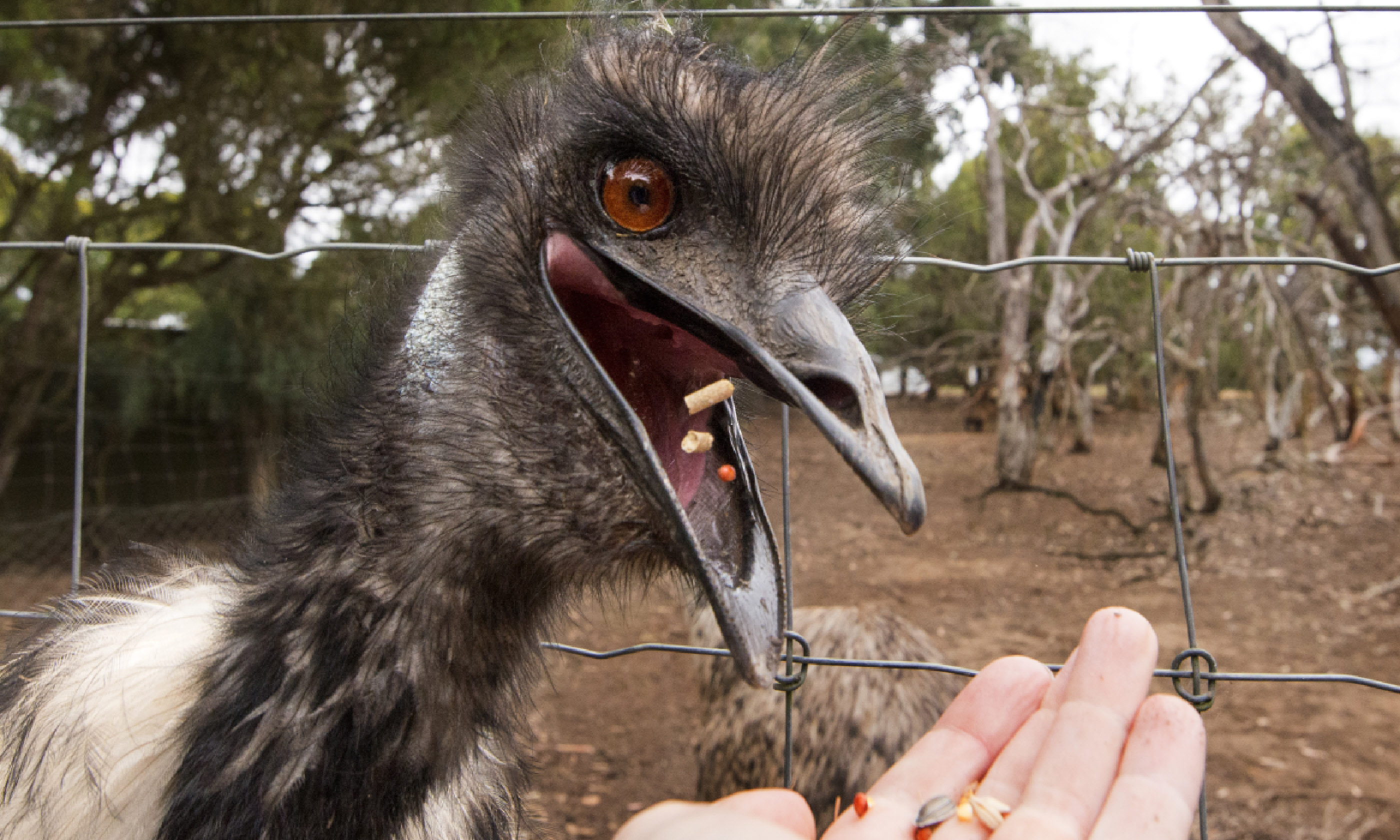 Feed the emus (SATC)