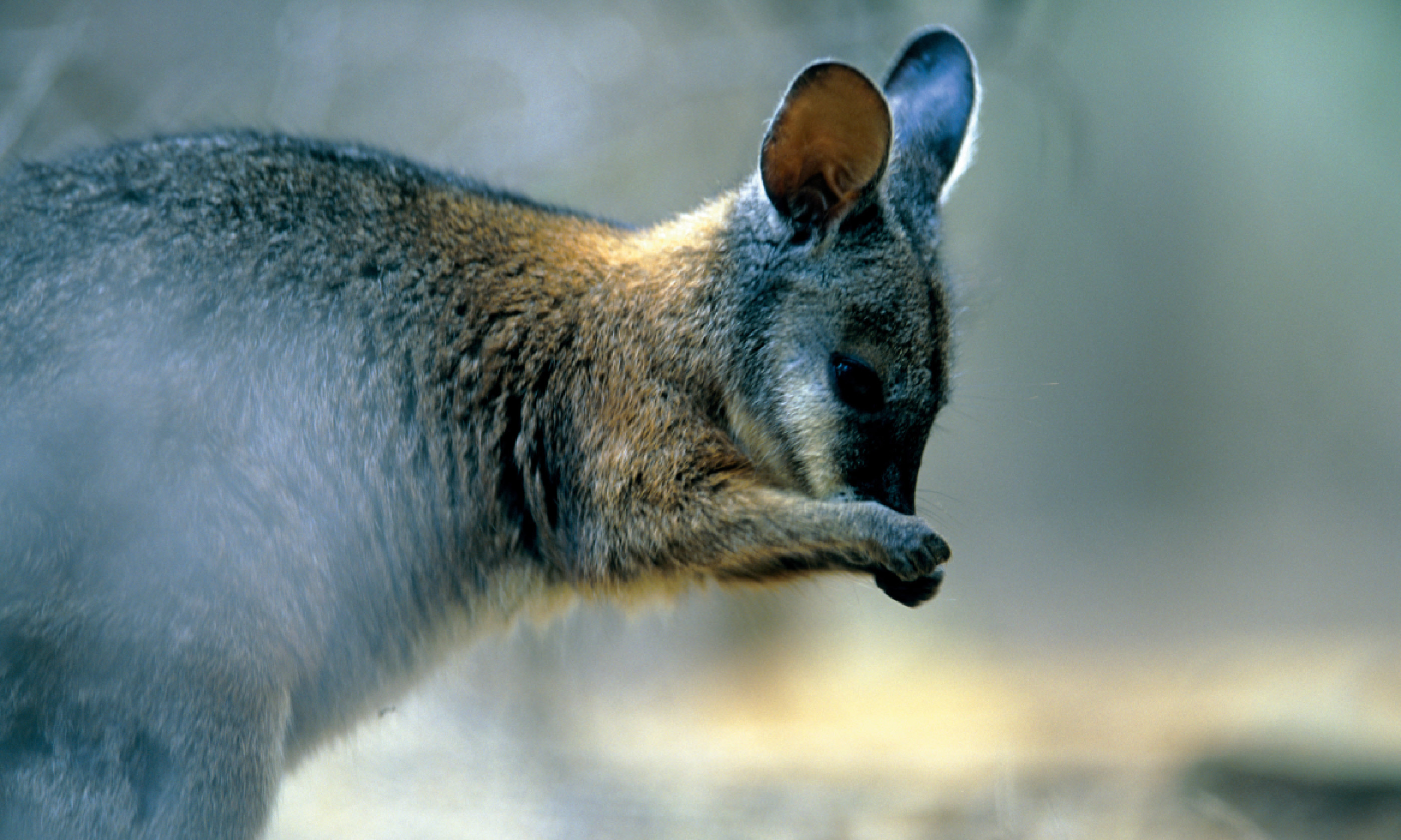 Tammar wallaby (SATC)