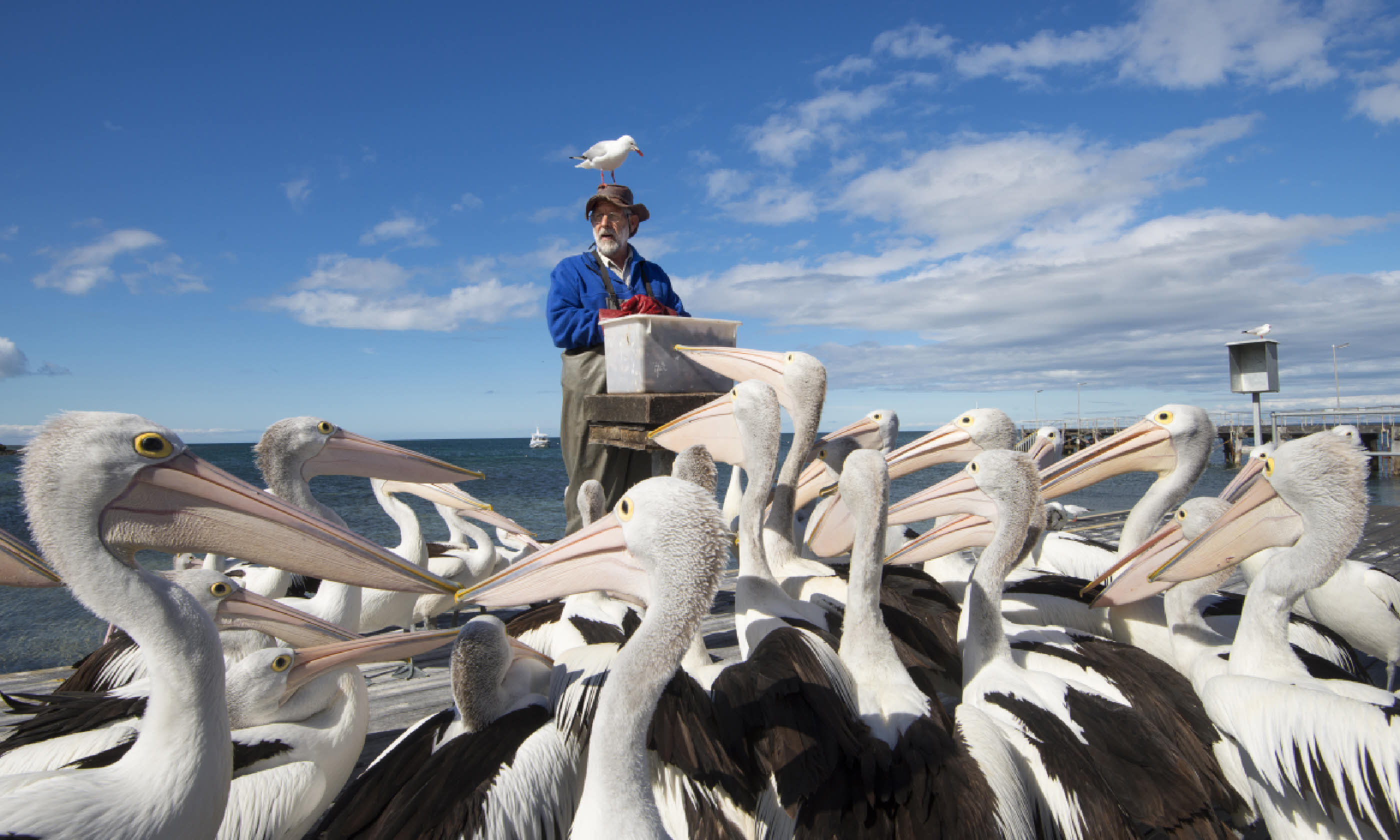 John and the pelicans (SATC)