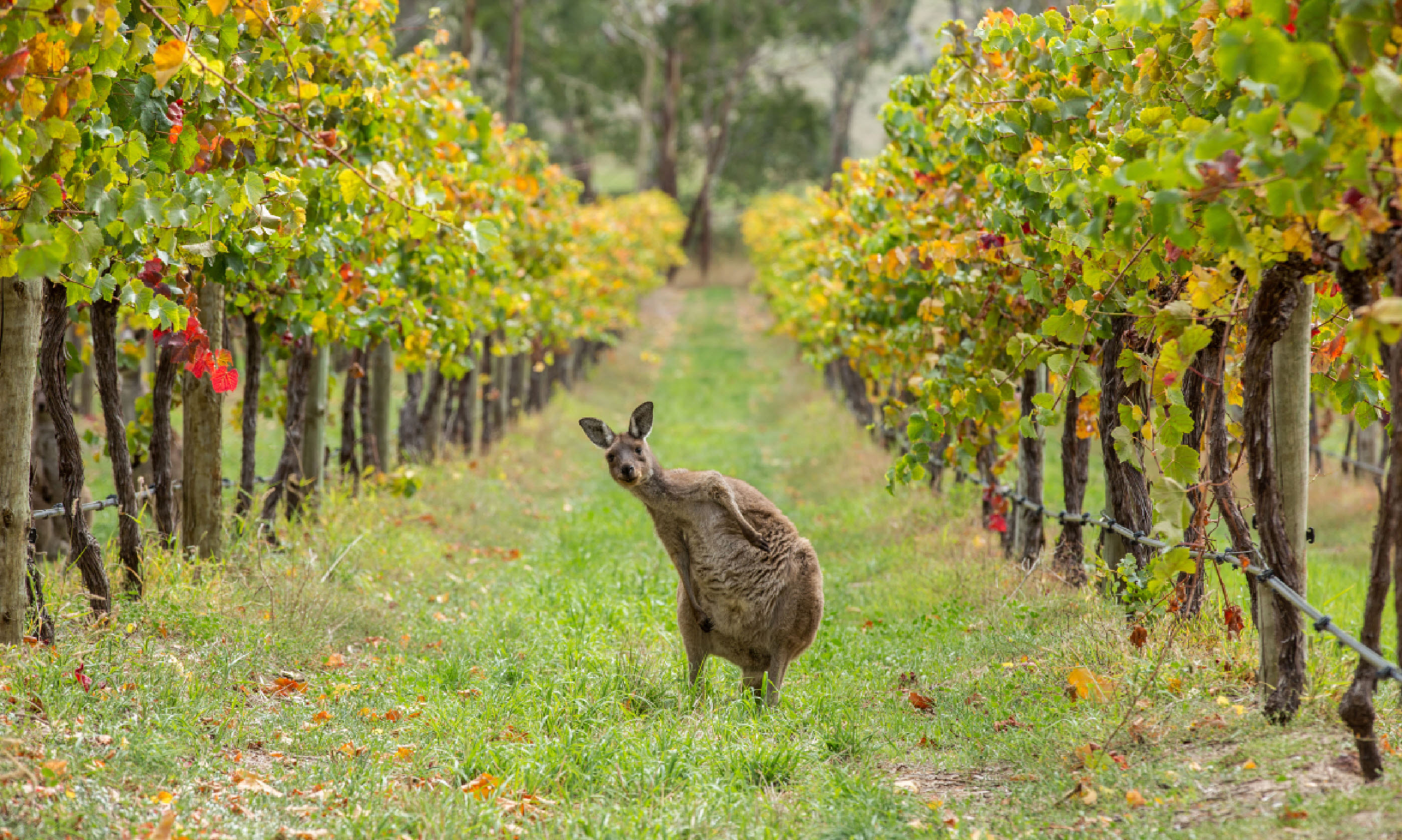 Kangaroo in a vineyard (SATC)