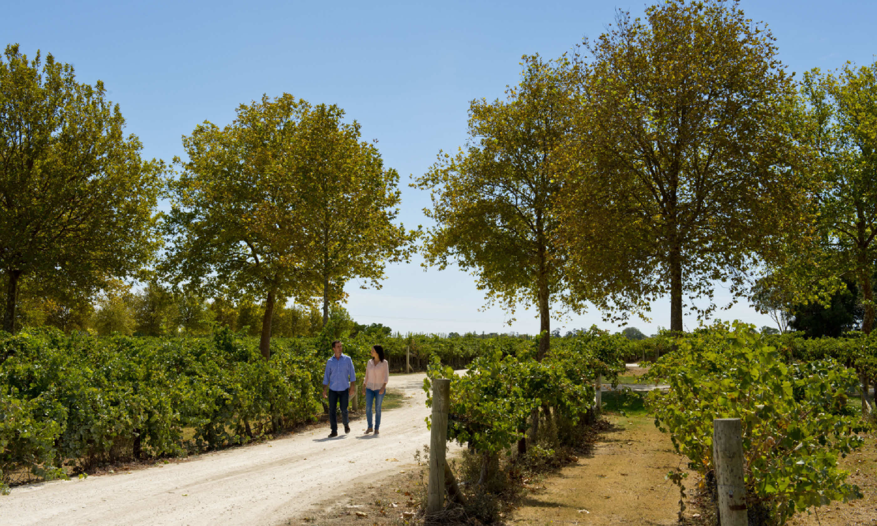 Walking through vineyards (SATC)