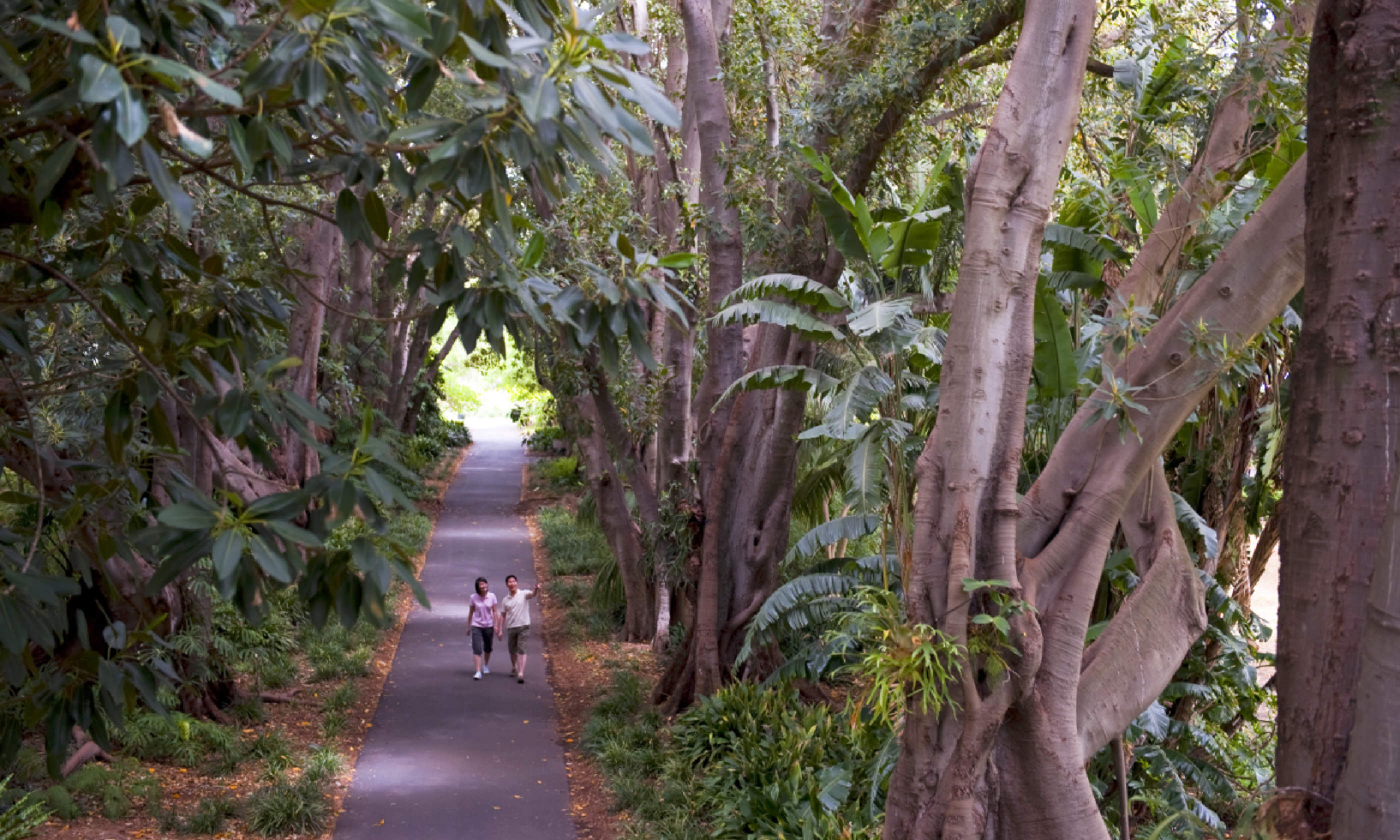 Adelaide Botanic Garden (SATC)