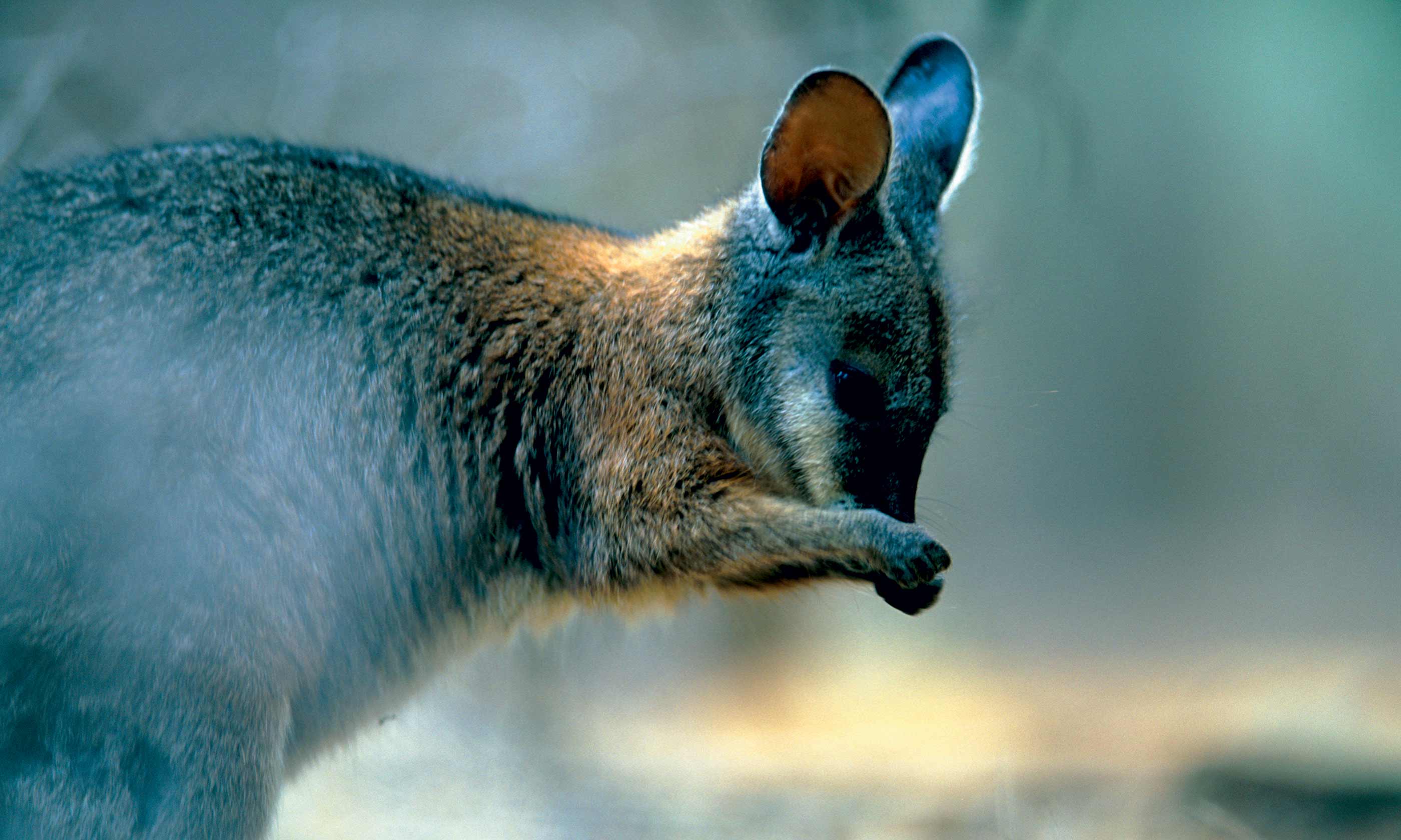 Wallaby, Kangaroo Island (SATC)