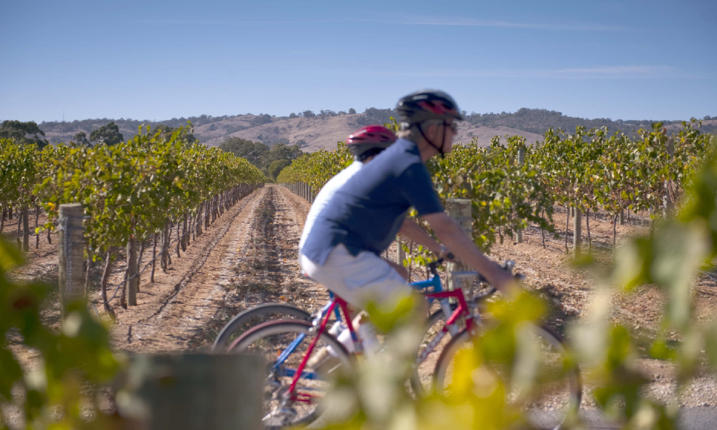 Cycling the Barossa Valley (SATC)