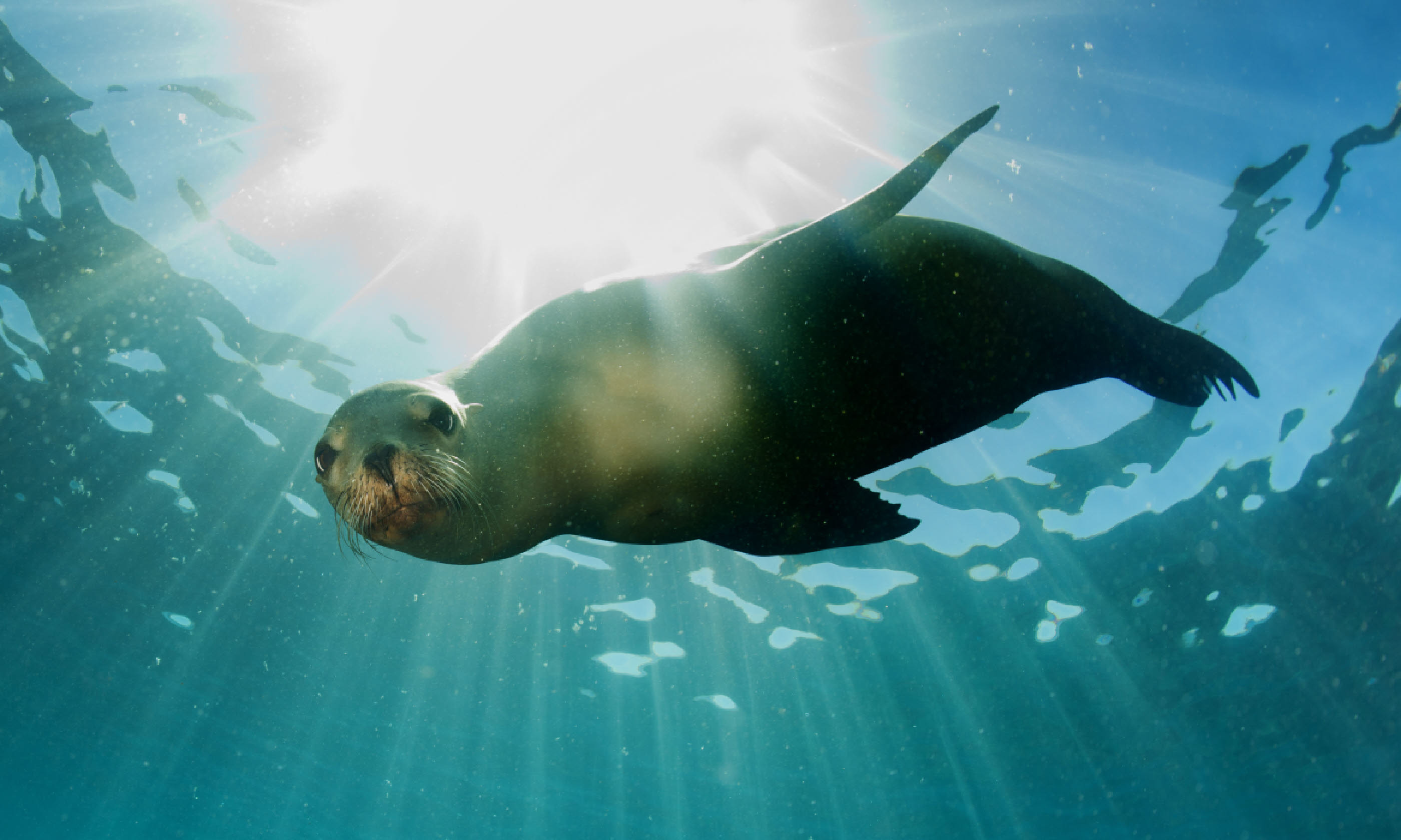 Sea lion (Shutterstock)