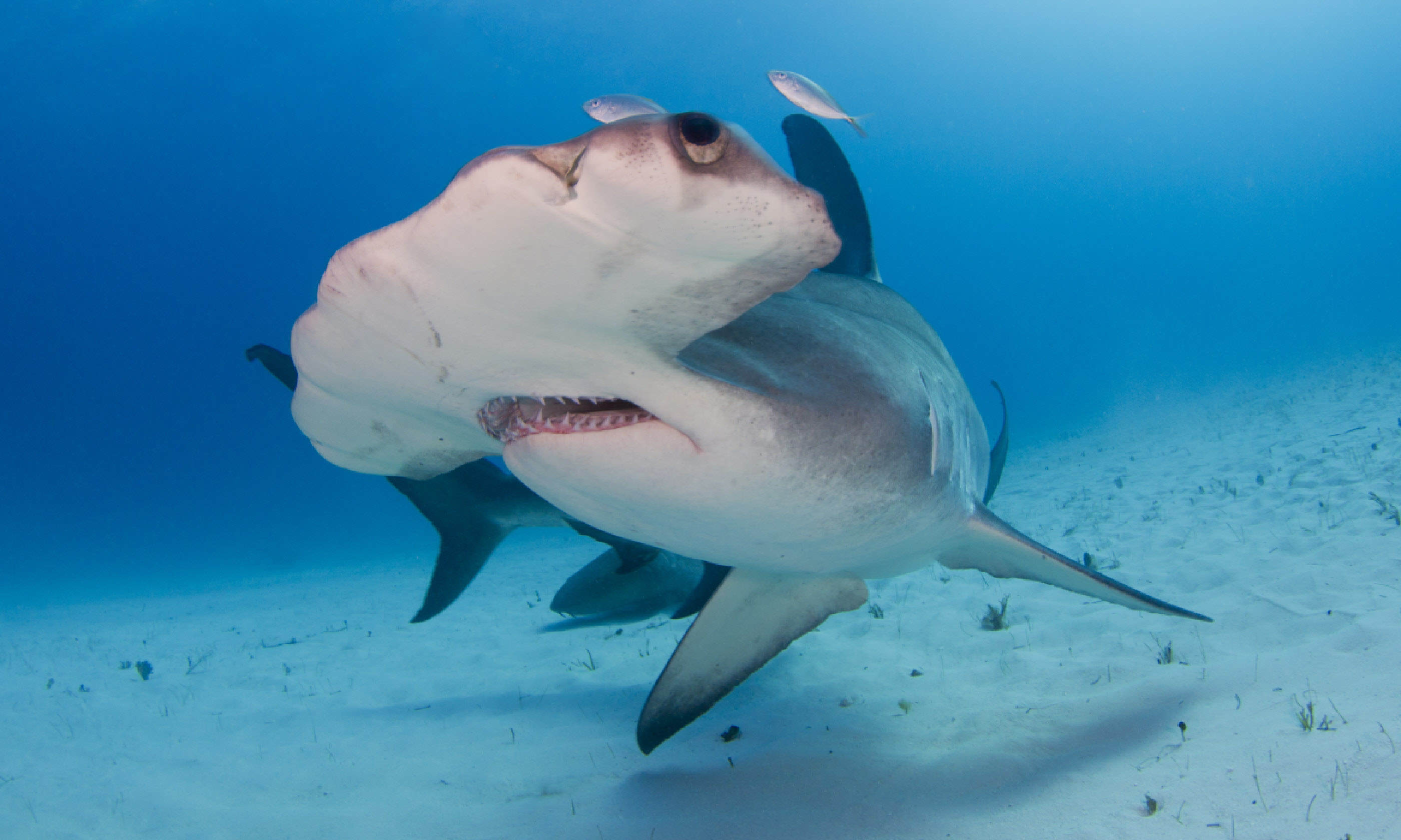 Hammerhead shark in Bimini, Bahamas (Shutterstock)