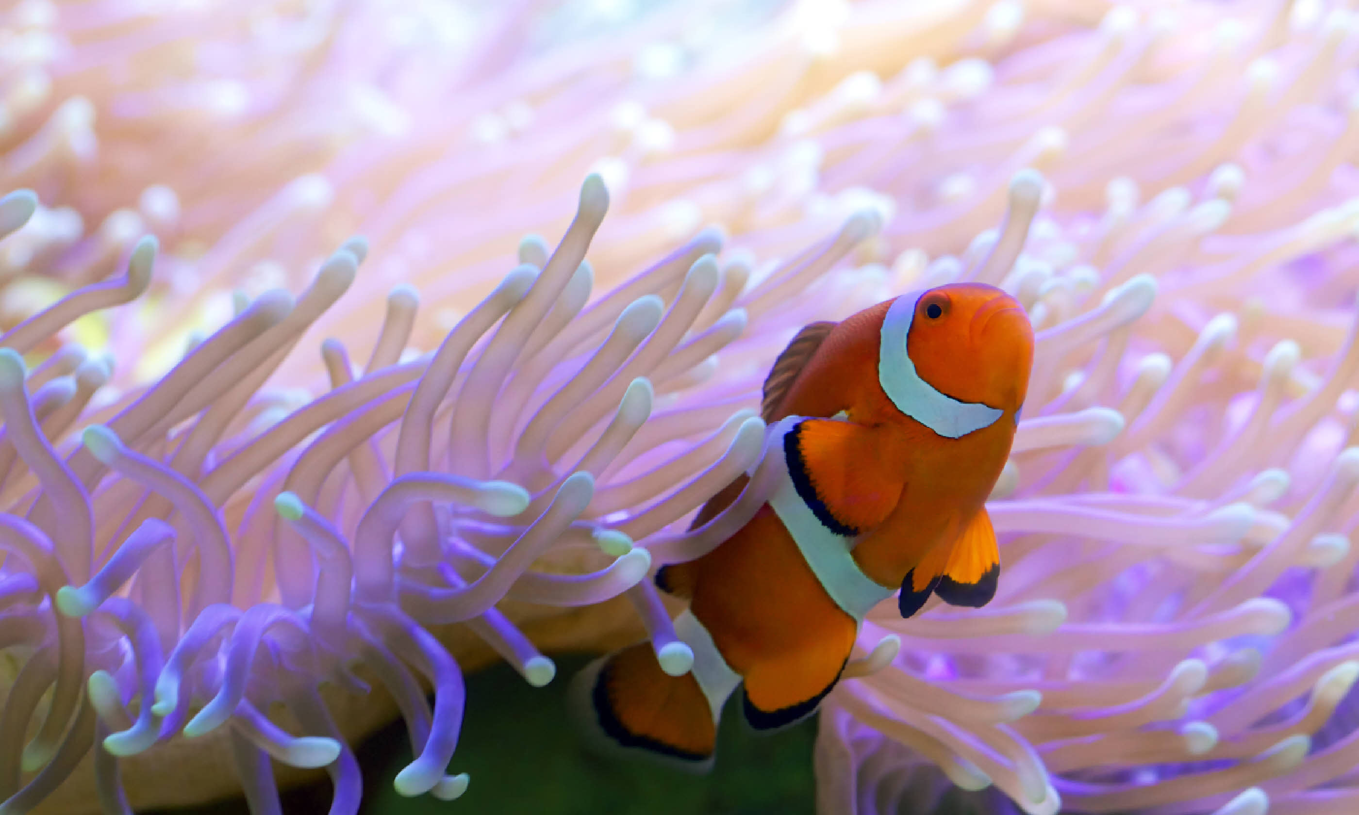 Clown fish hiding in colorful anemone (Shutterstock)