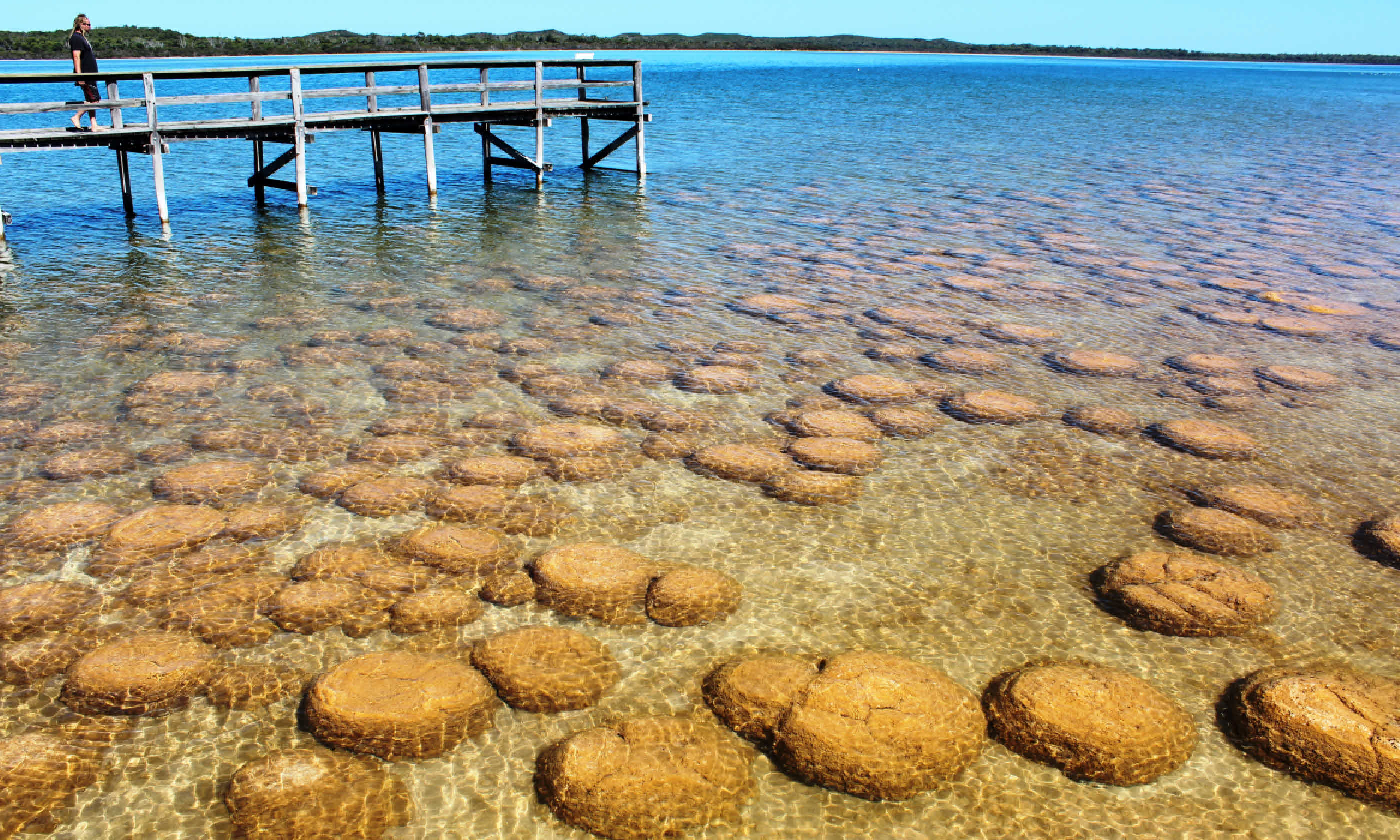 Lake Clifton (Shutterstock)