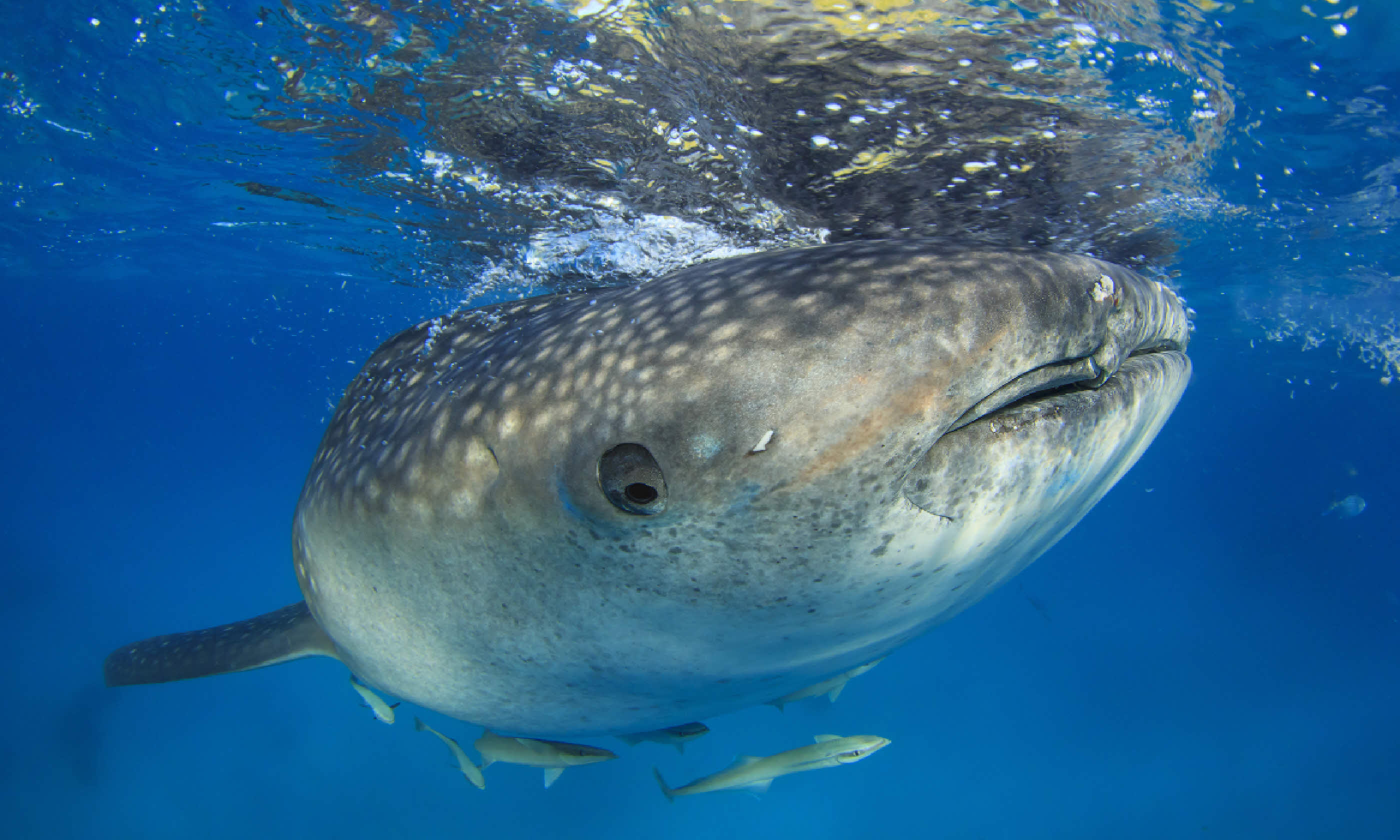 Whale Shark (Shutterstock)