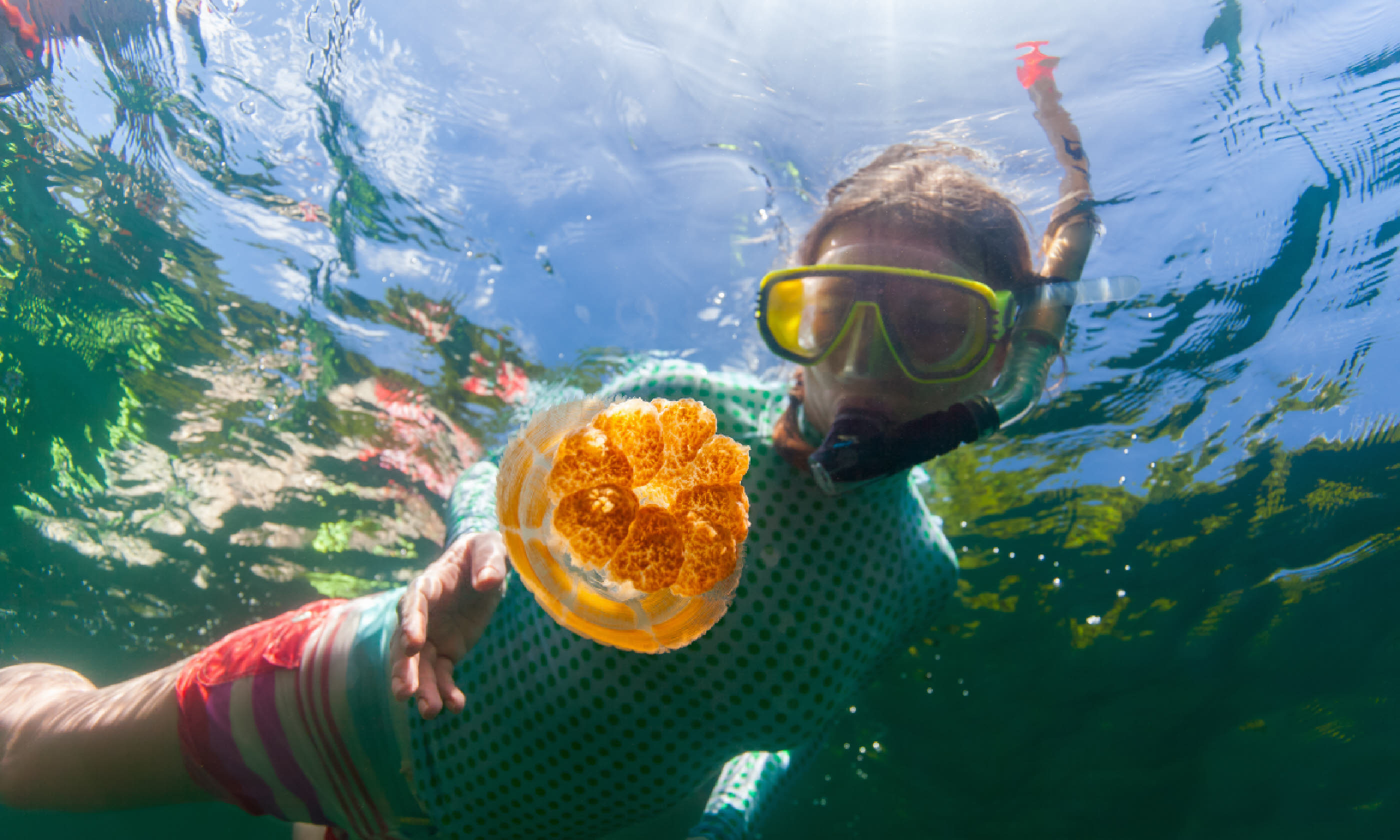 Snorkelling in Jellyfish Lake (Shutterstock)
