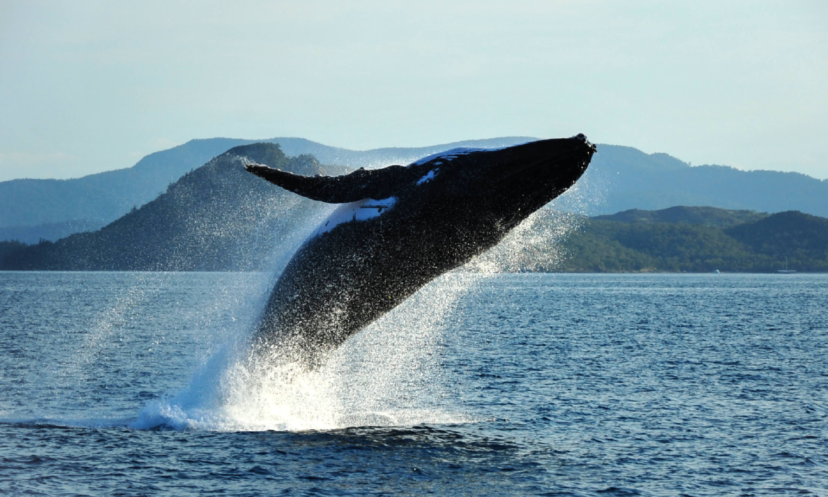 Humpback whale breaching (Shutterstock: see credit below)