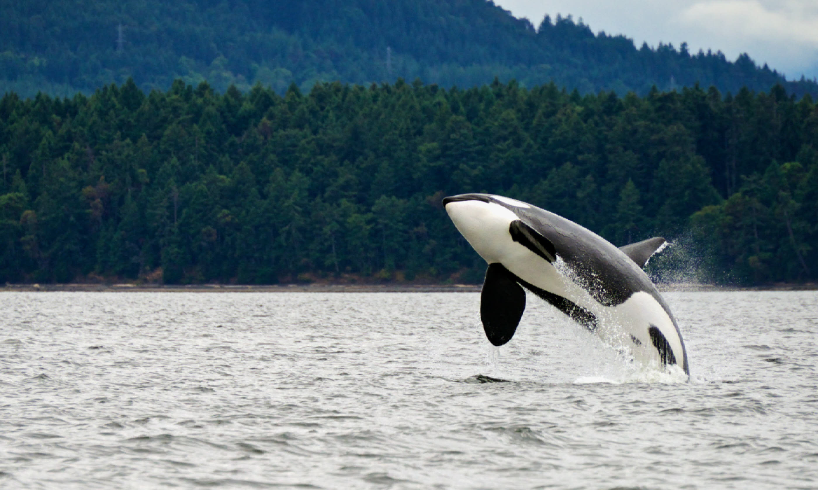 Orca whale breaching in Canada (Shutterstock)