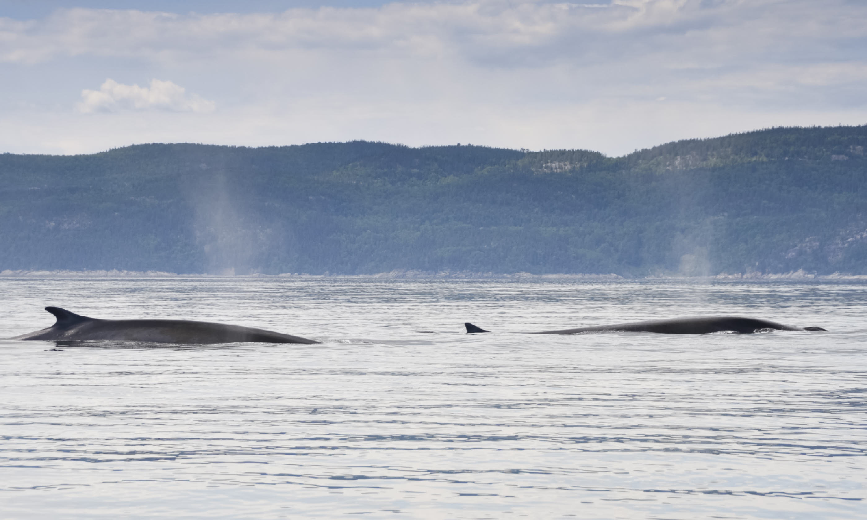 Fin whales, St Lawrence River (Shutterstock)