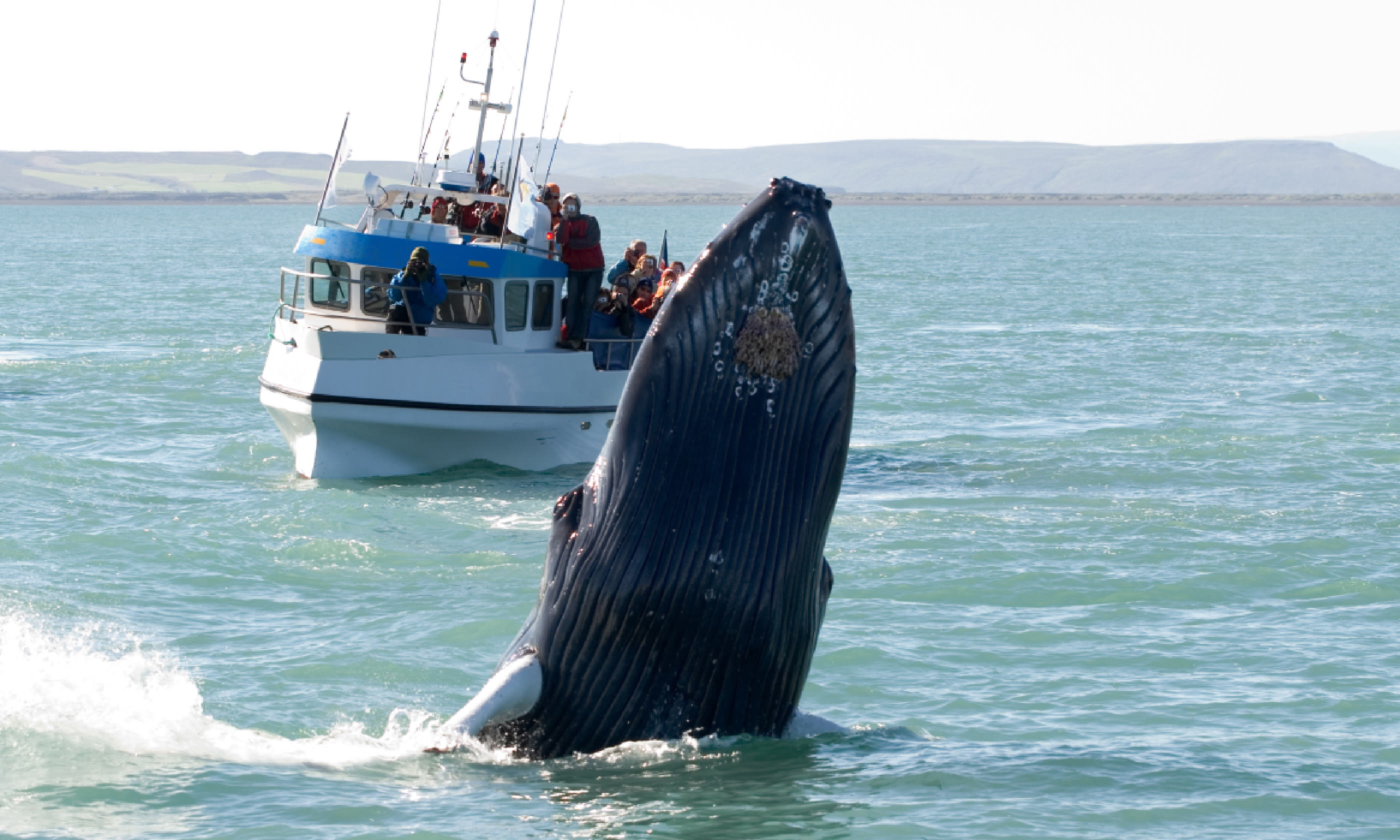 Whale near Husavik, Iceland (Shutterstock)