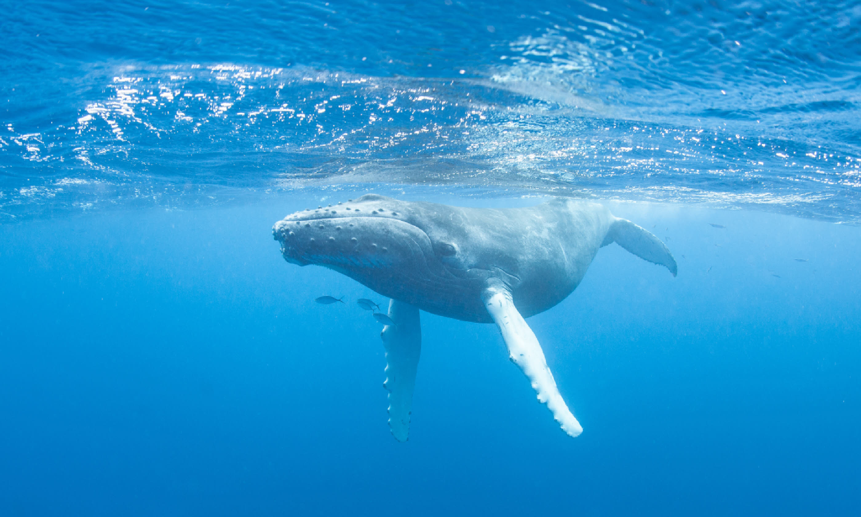 A young Humpback whale swims at the surface of the Caribbean Sea (Shutterstock)
