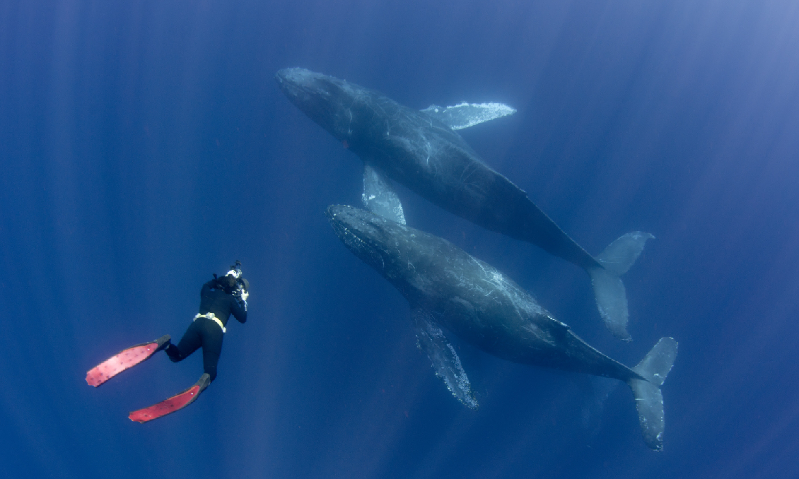 Free diver with humpback whales off Mexico's Baja peninsula (Shutterstock)