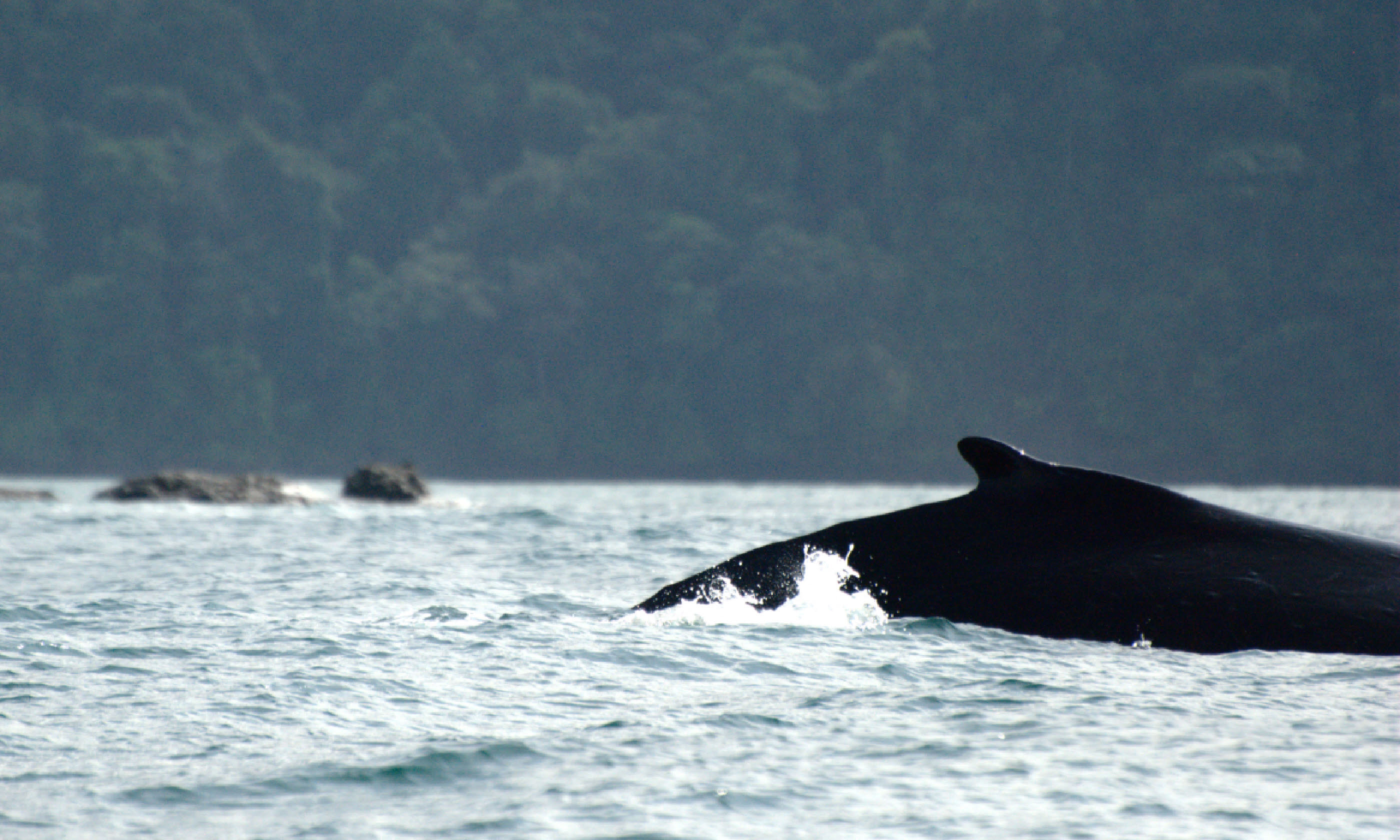 Whale in Utría National Park (Flickr: Creative Commons/Luis Alejandro Bernal Romero)