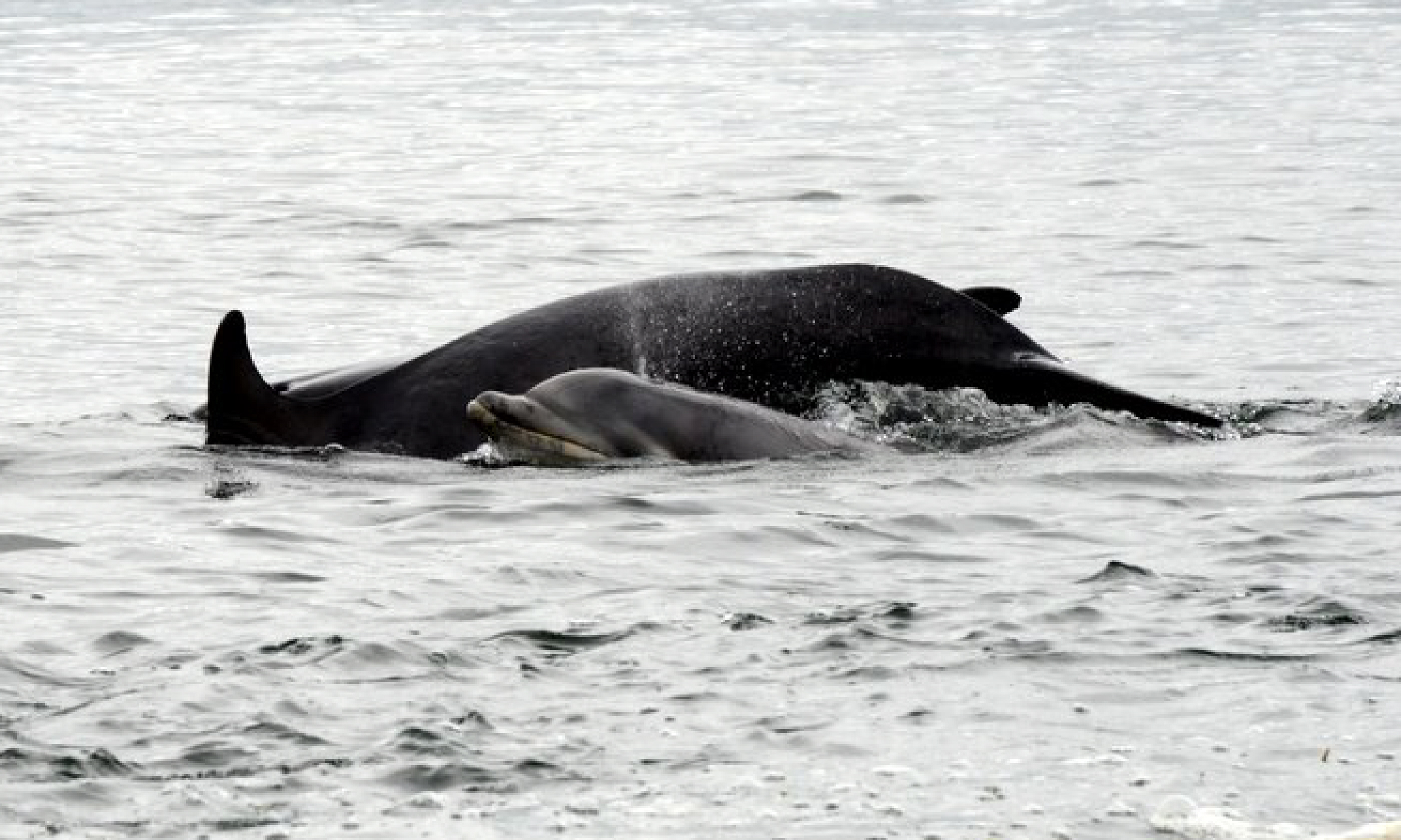 Whales in Chanonry Point, Fortrose, Scotland (Flickr: Creative Commons/Pete White)