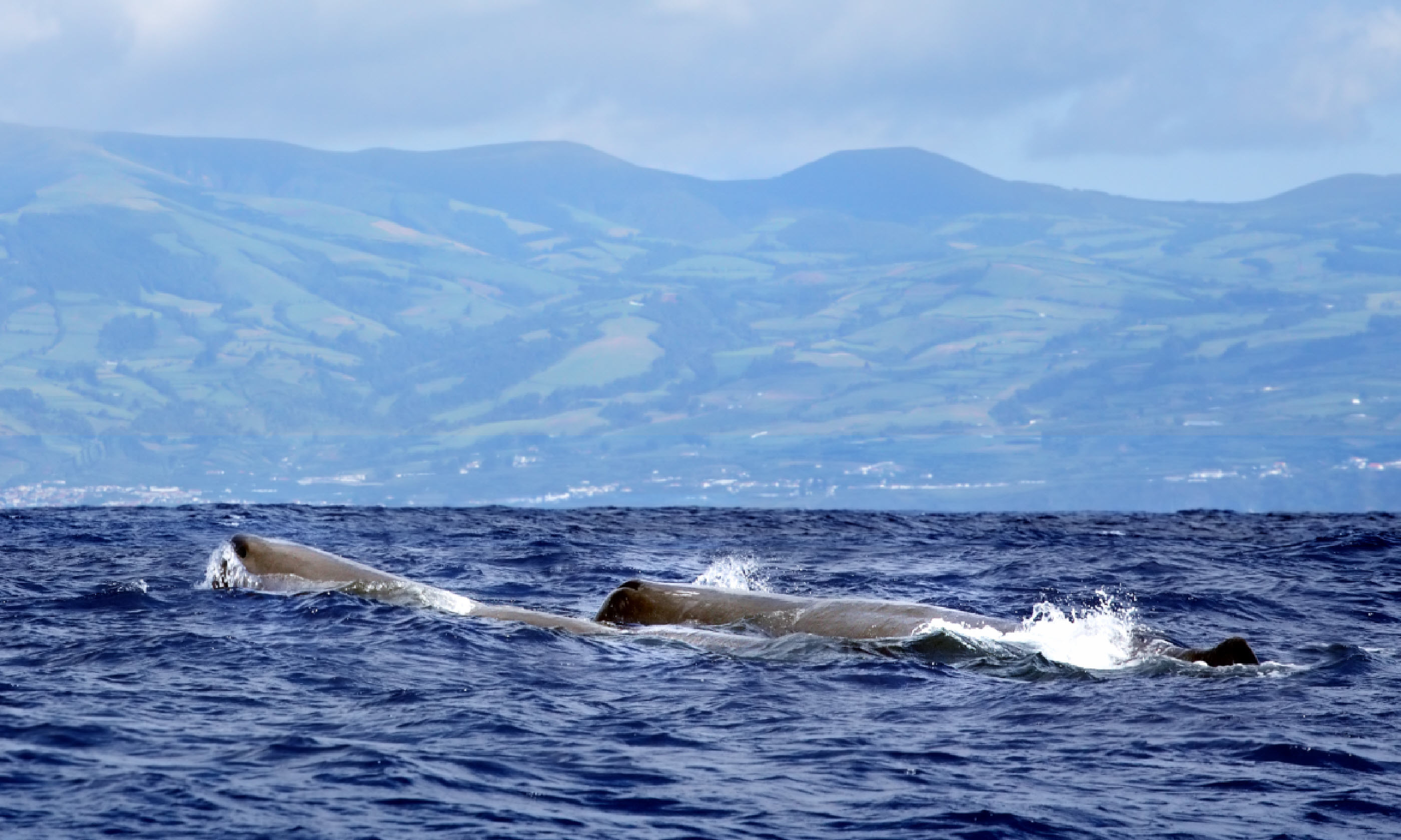 Sperm whales in the Azores (Shutterstock) 