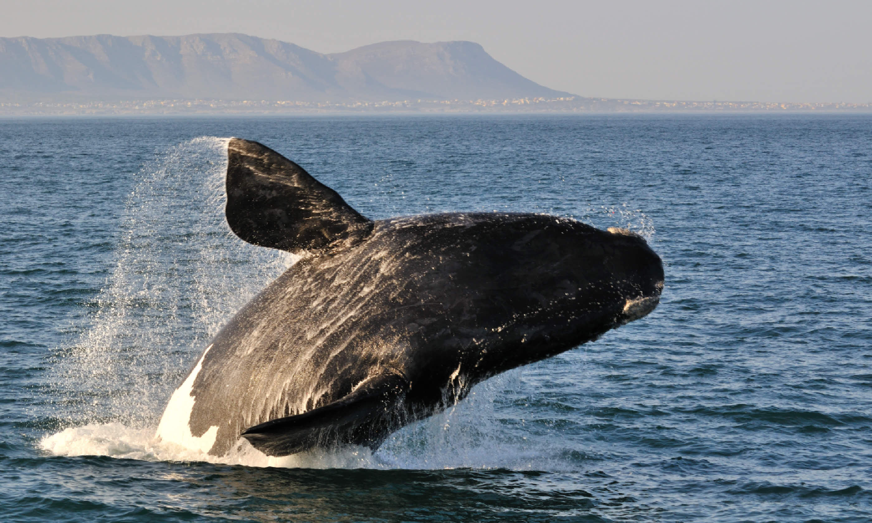 Whale breach in Hermanus, South Africa (Shutterstock)