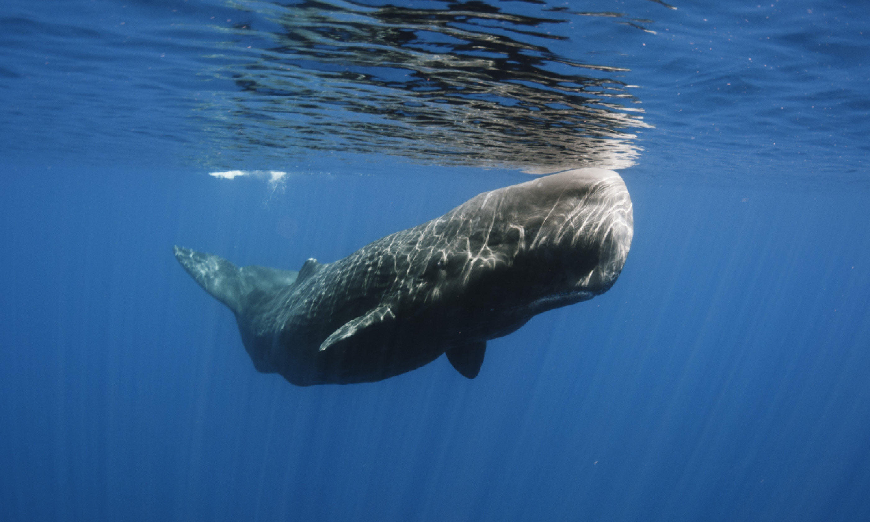 Sperm whale in Sri Lanka (Shutterstock)