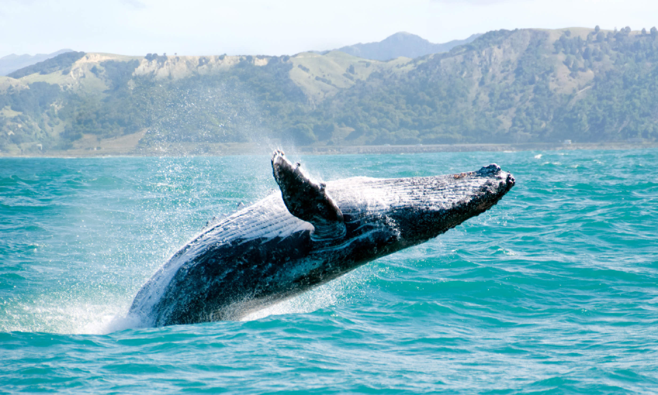 Humpback whale, New Zealand (Shutterstock)