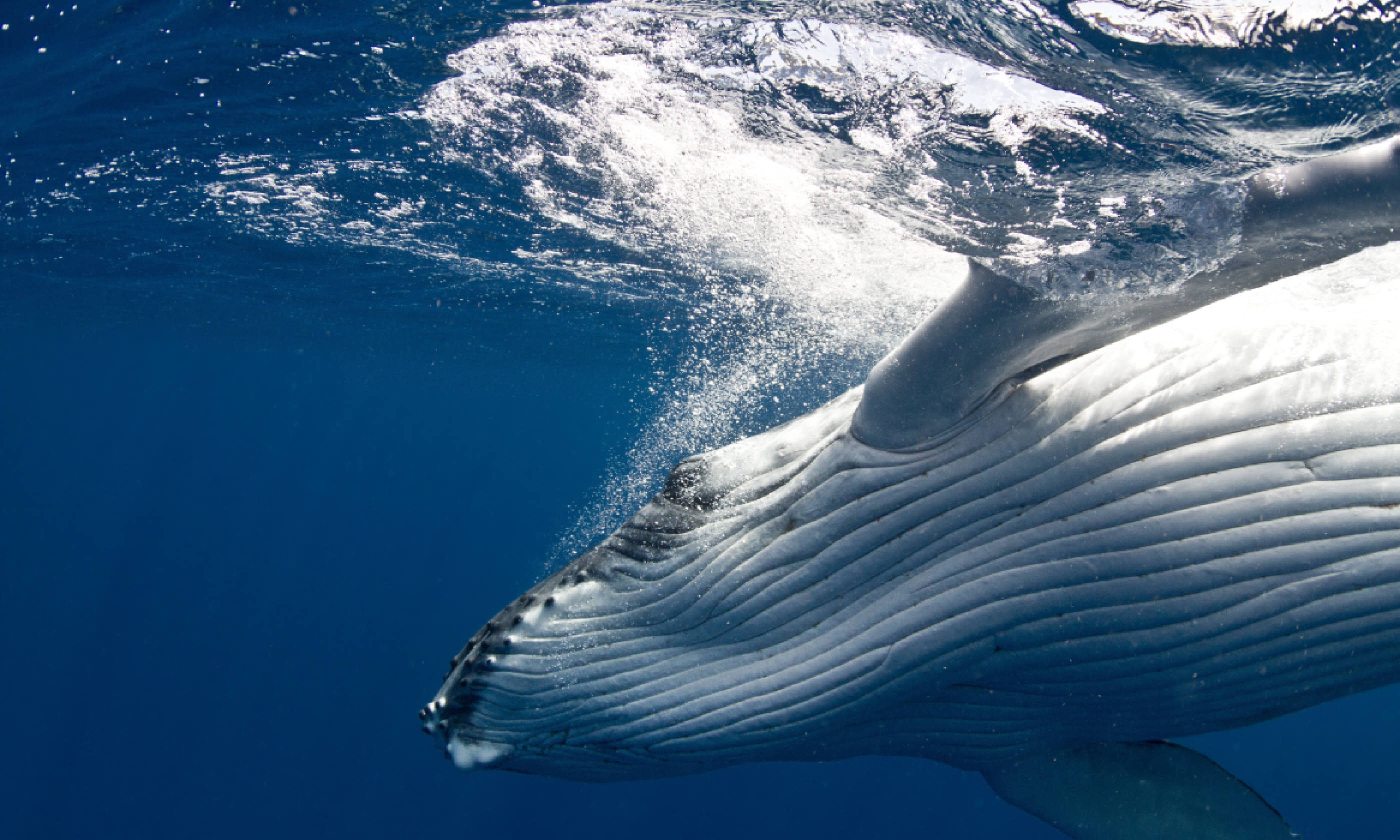 Humpback whale, Tonga (Shutterstock)