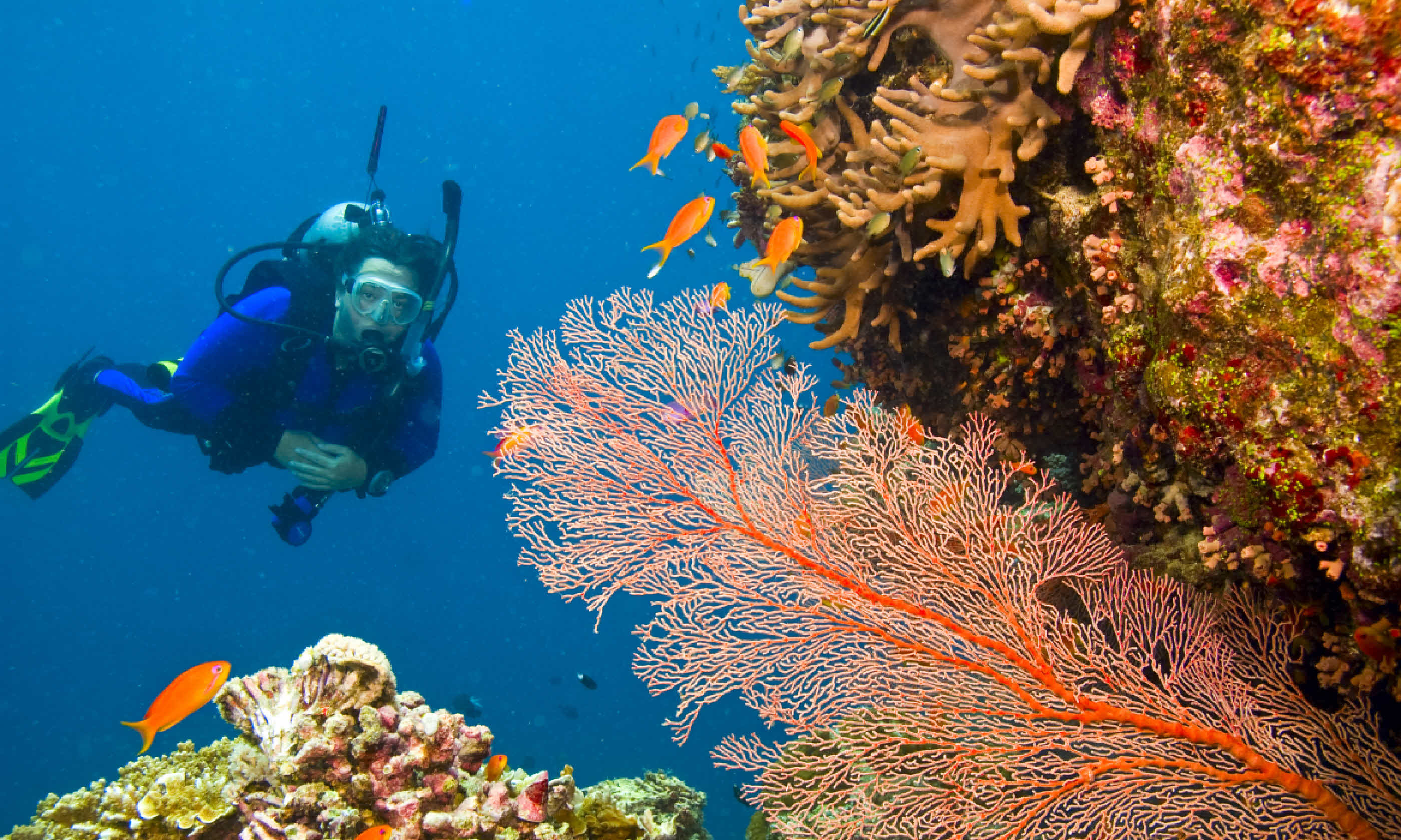 Scuba diving on the Great Barrier Reef (Shutterstock)