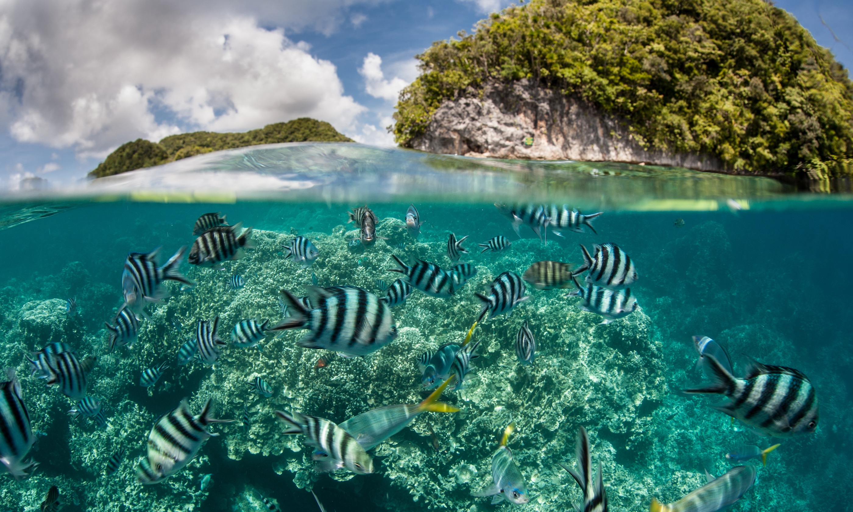 Damsel fish off Palau (Shutterstock.com)